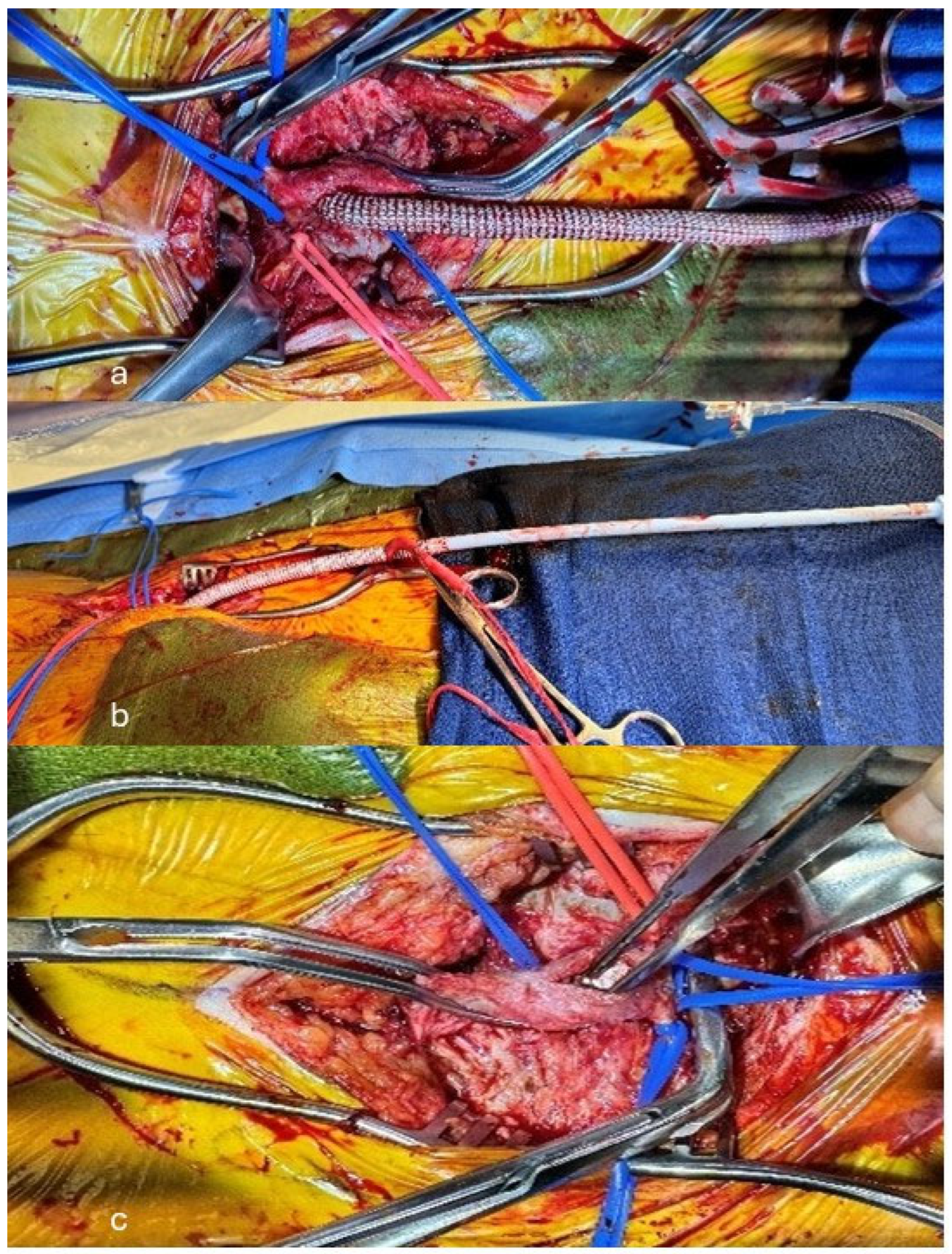 Jvd 04 00006 g002 Jvd 04 00006 g002