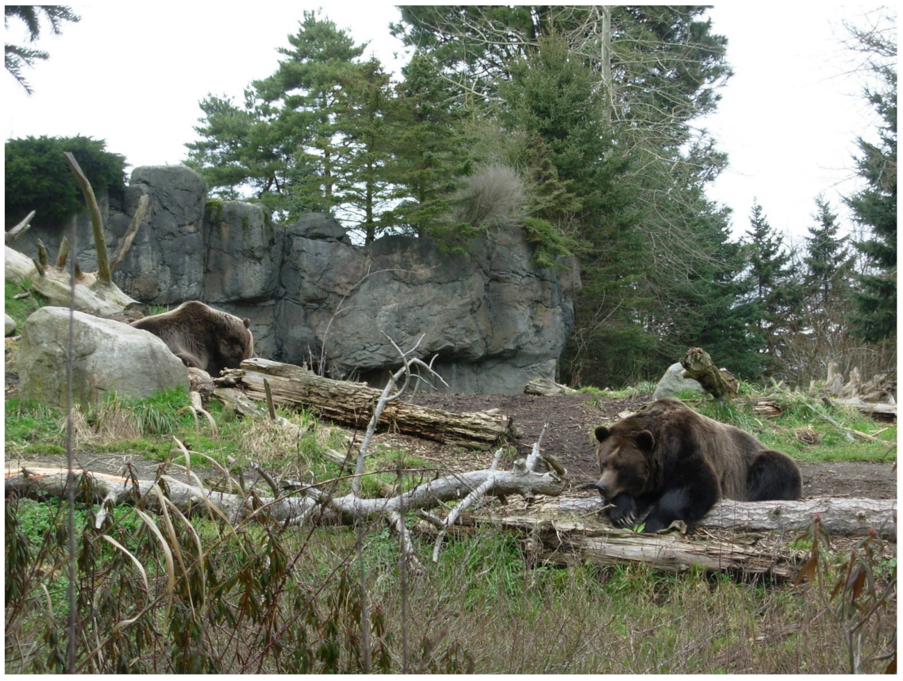 Bears Exhibit 🐻, Village Center, Linden Zoo 🌳 Part 7