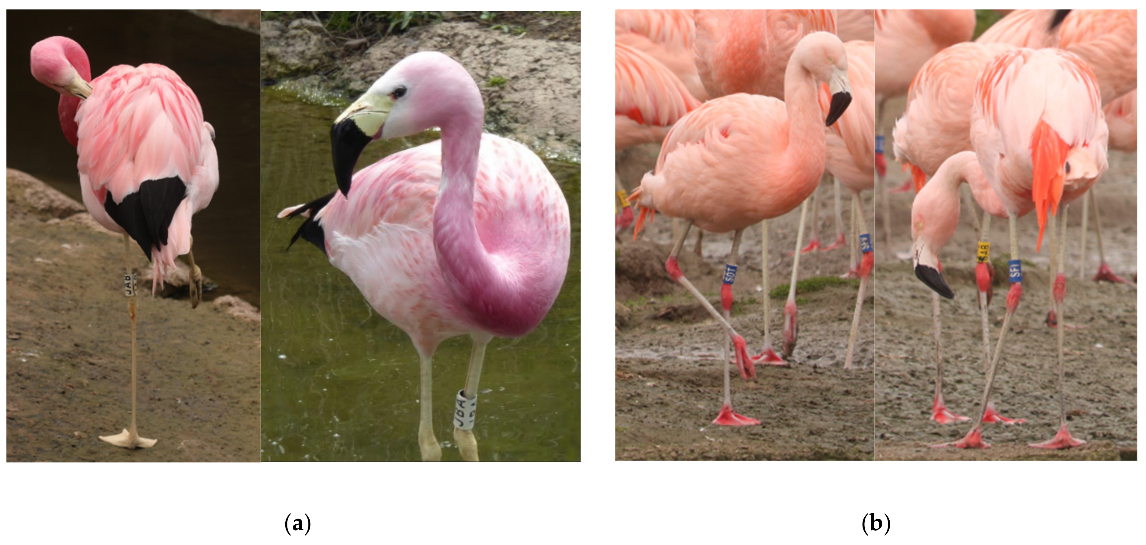 flamingó látvány