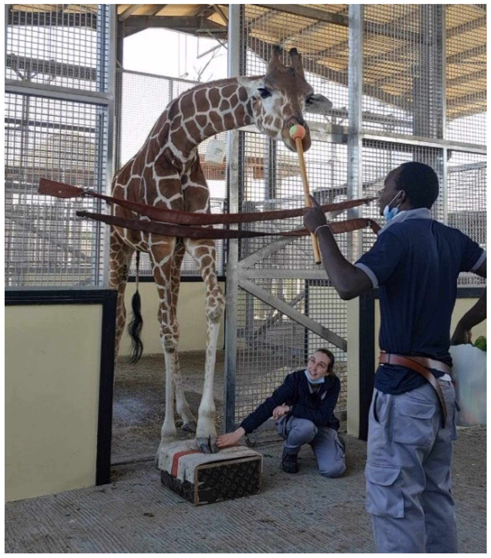 JZBG | Free Full-Text | Training a Giraffe (Giraffa camelopardalis