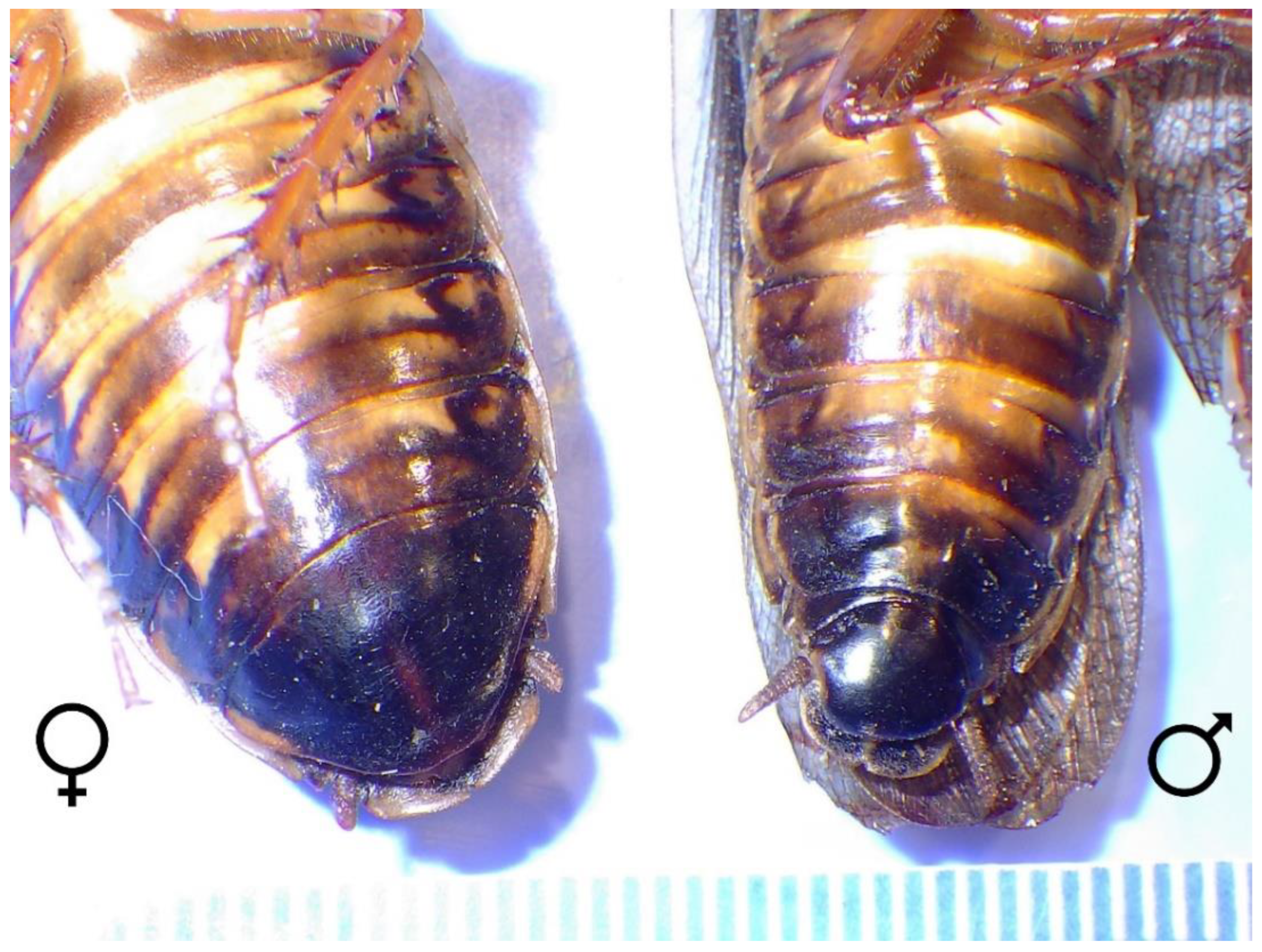 Jzbg 04 00015 g002 Jzbg 04 00015 g002