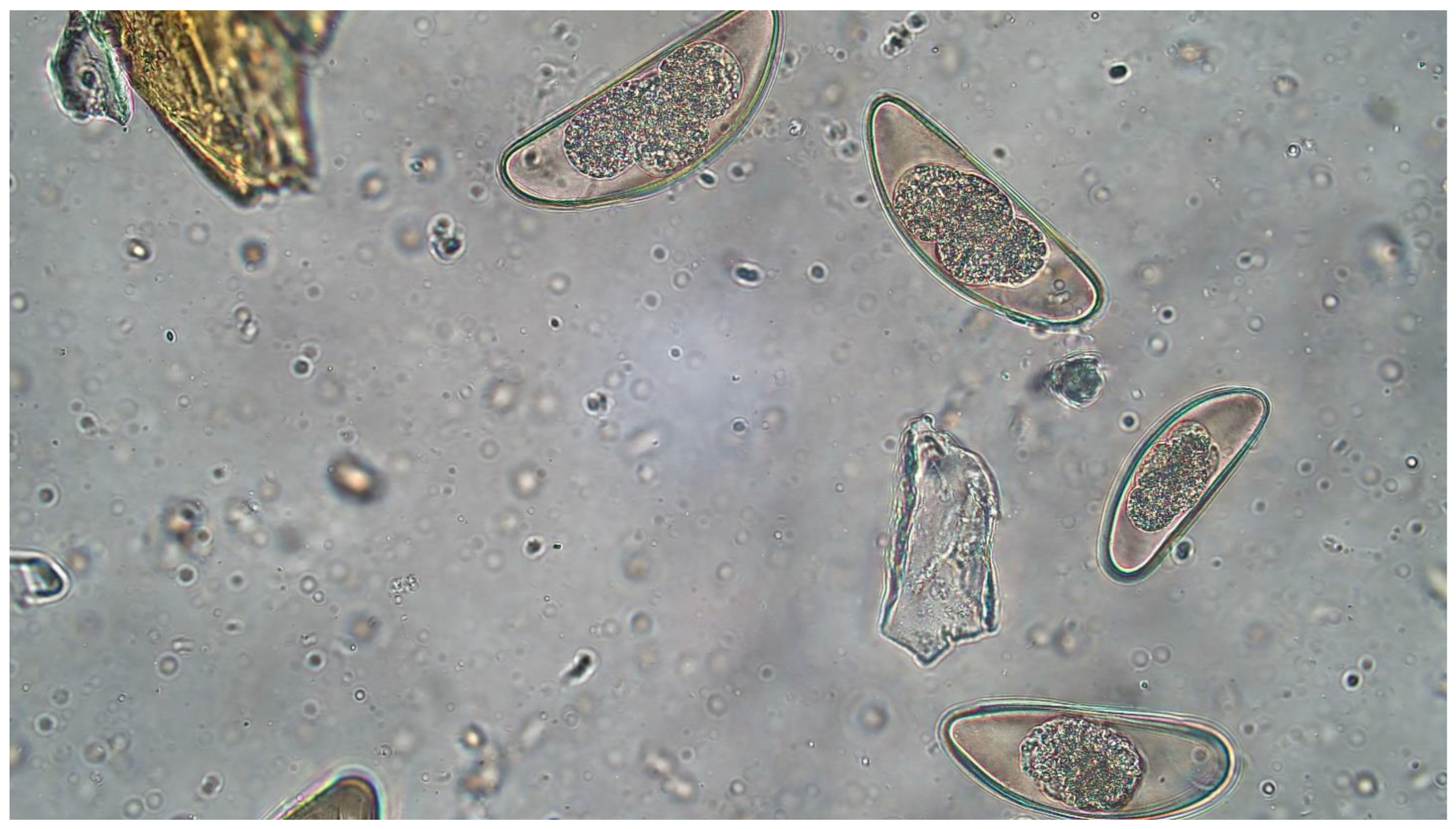 Jzbg 04 00015 g006 Jzbg 04 00015 g006