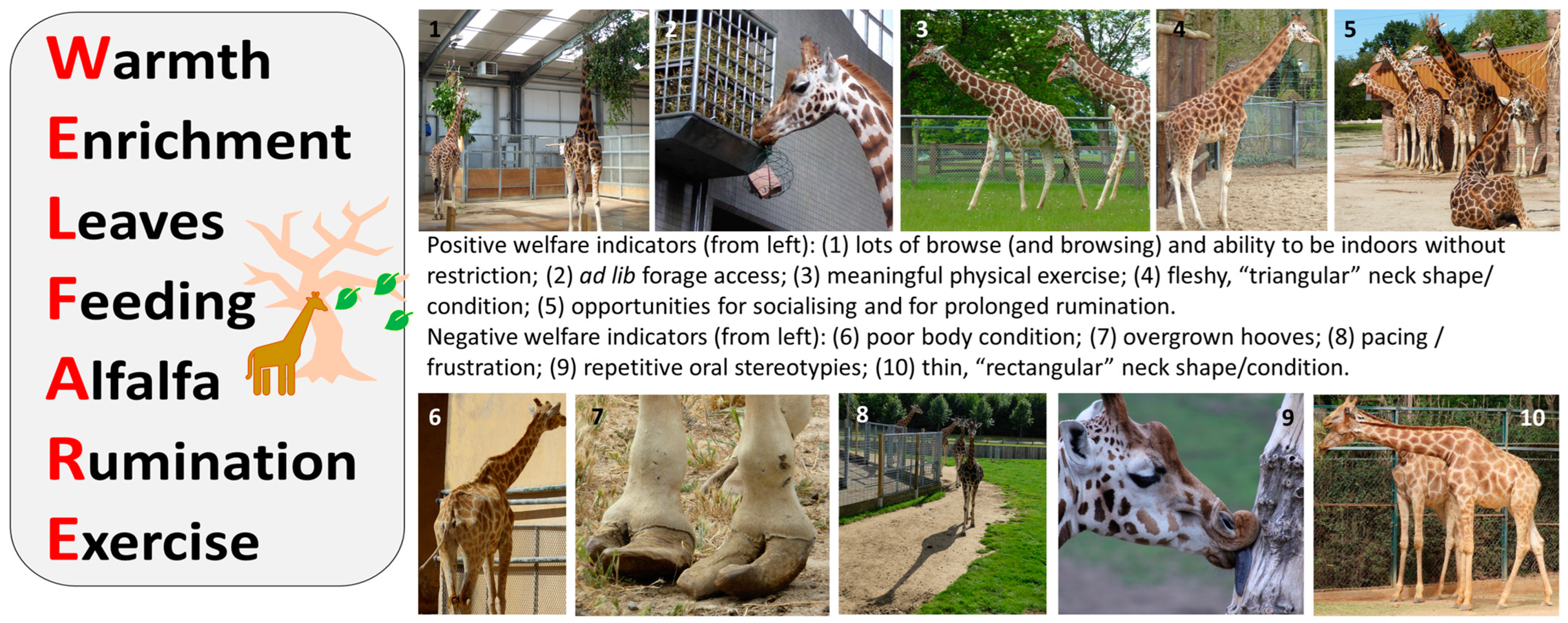 Jzbg 04 00039 g002 Jzbg 04 00039 g002