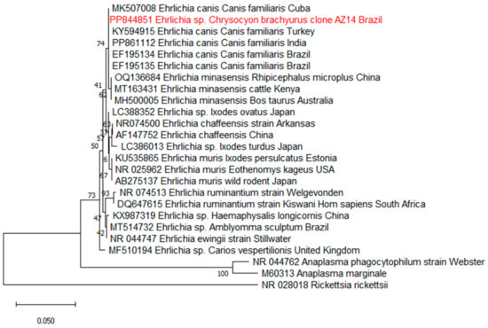 Parasitic Protozoa and Other Vector-Borne Pathogens in