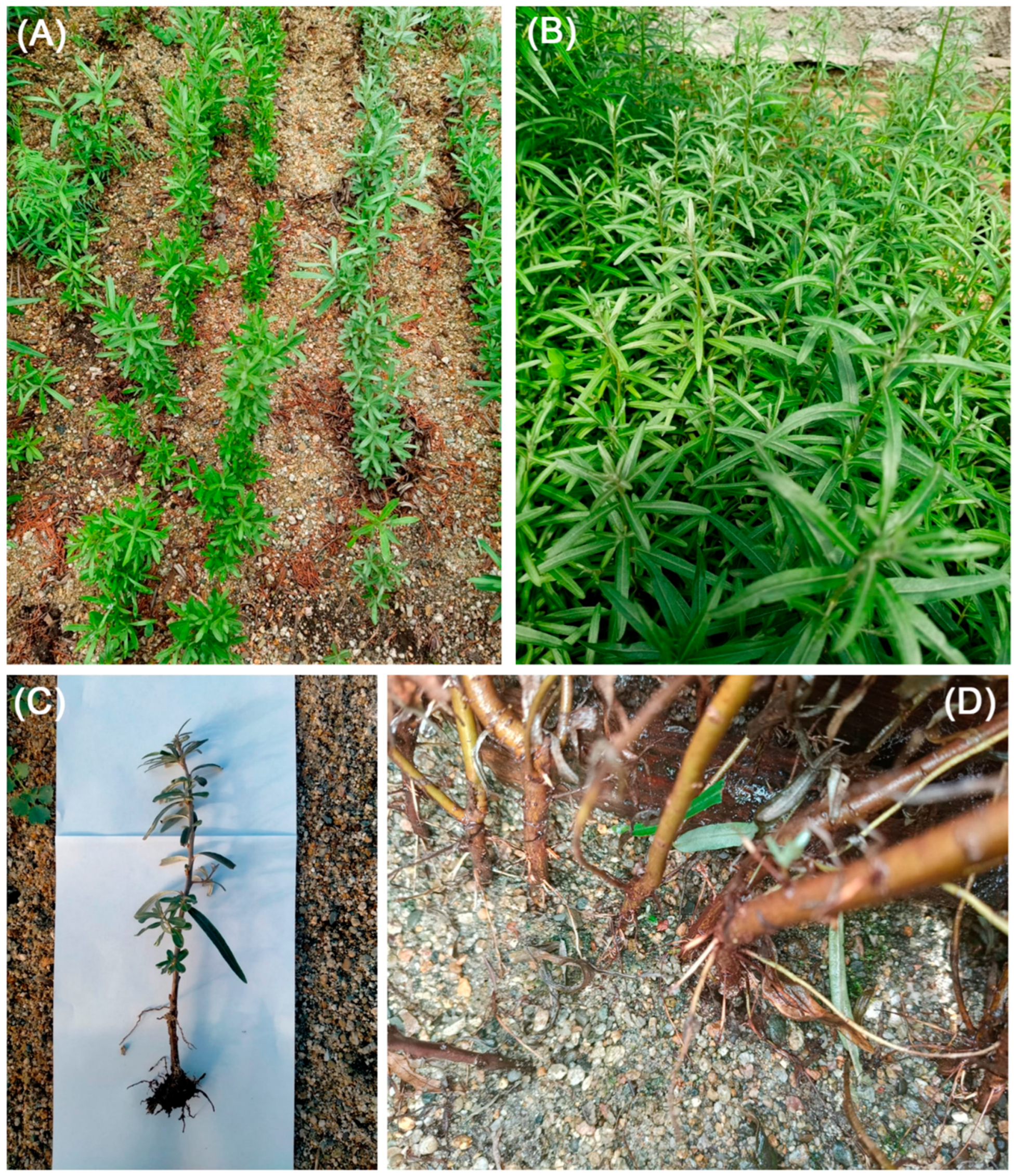 Jzbg 06 00058 g003 Jzbg 06 00058 g003