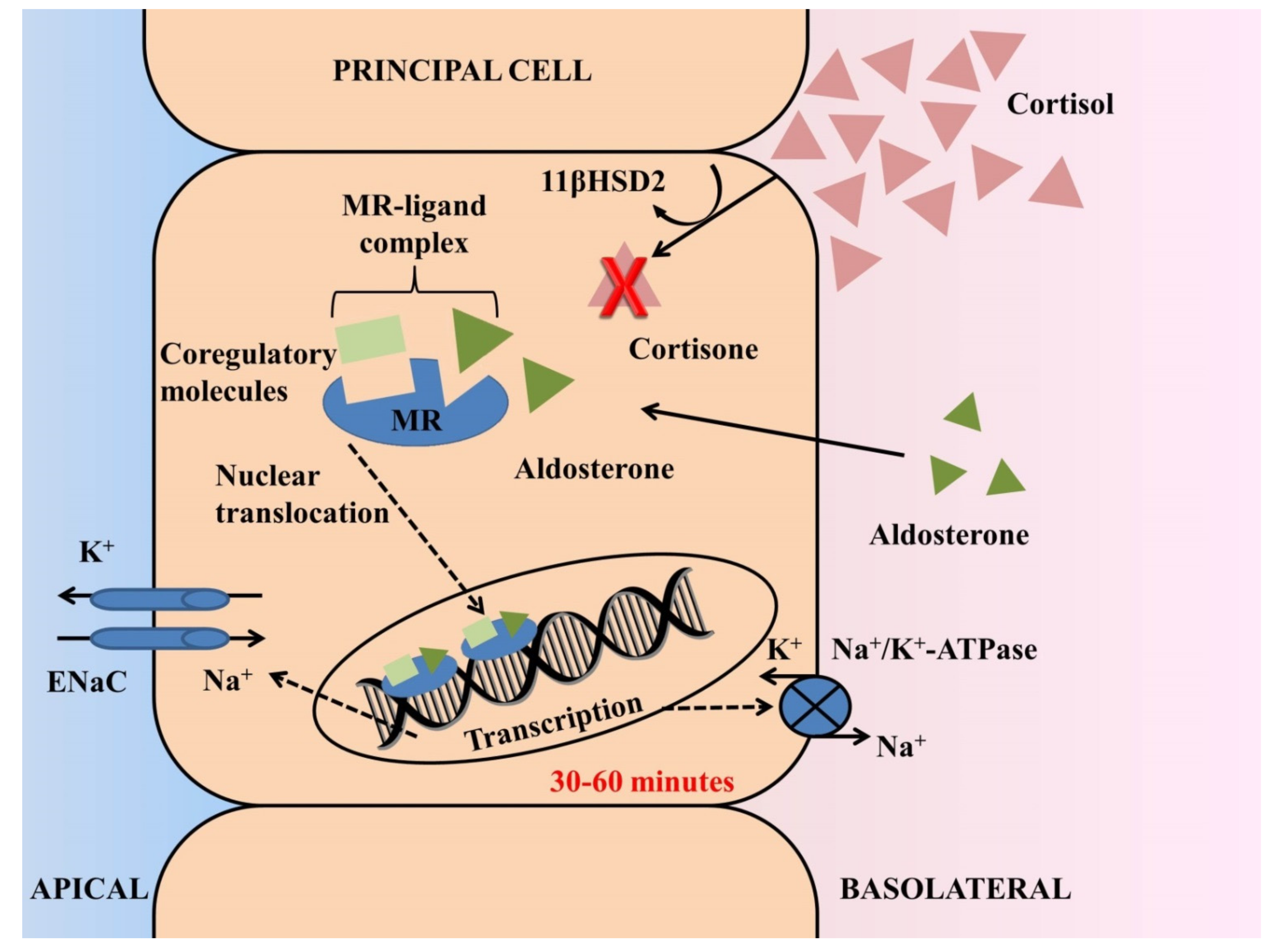 Kidneydial 02 00019 g001