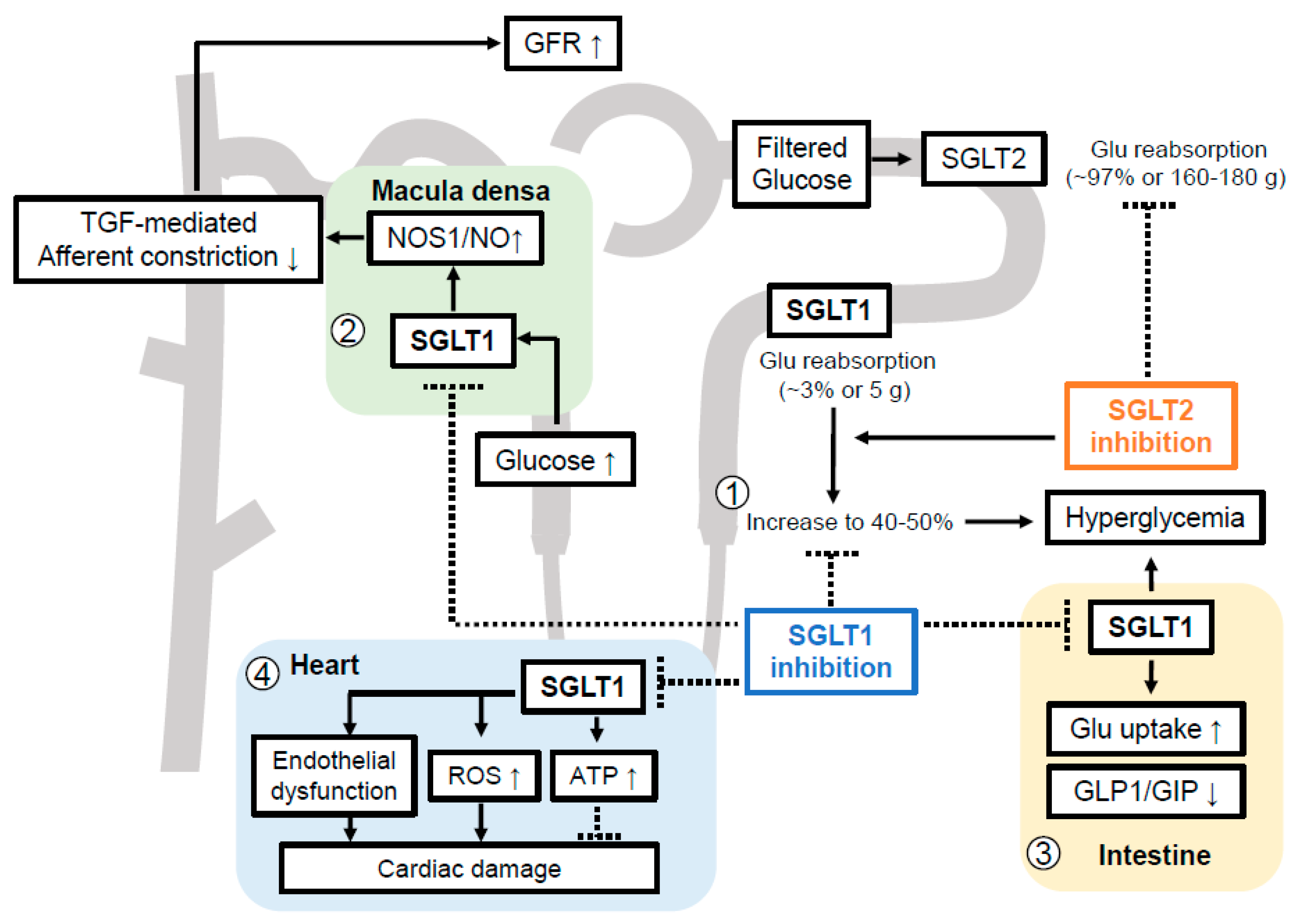 Kidneydial 02 00032 g002