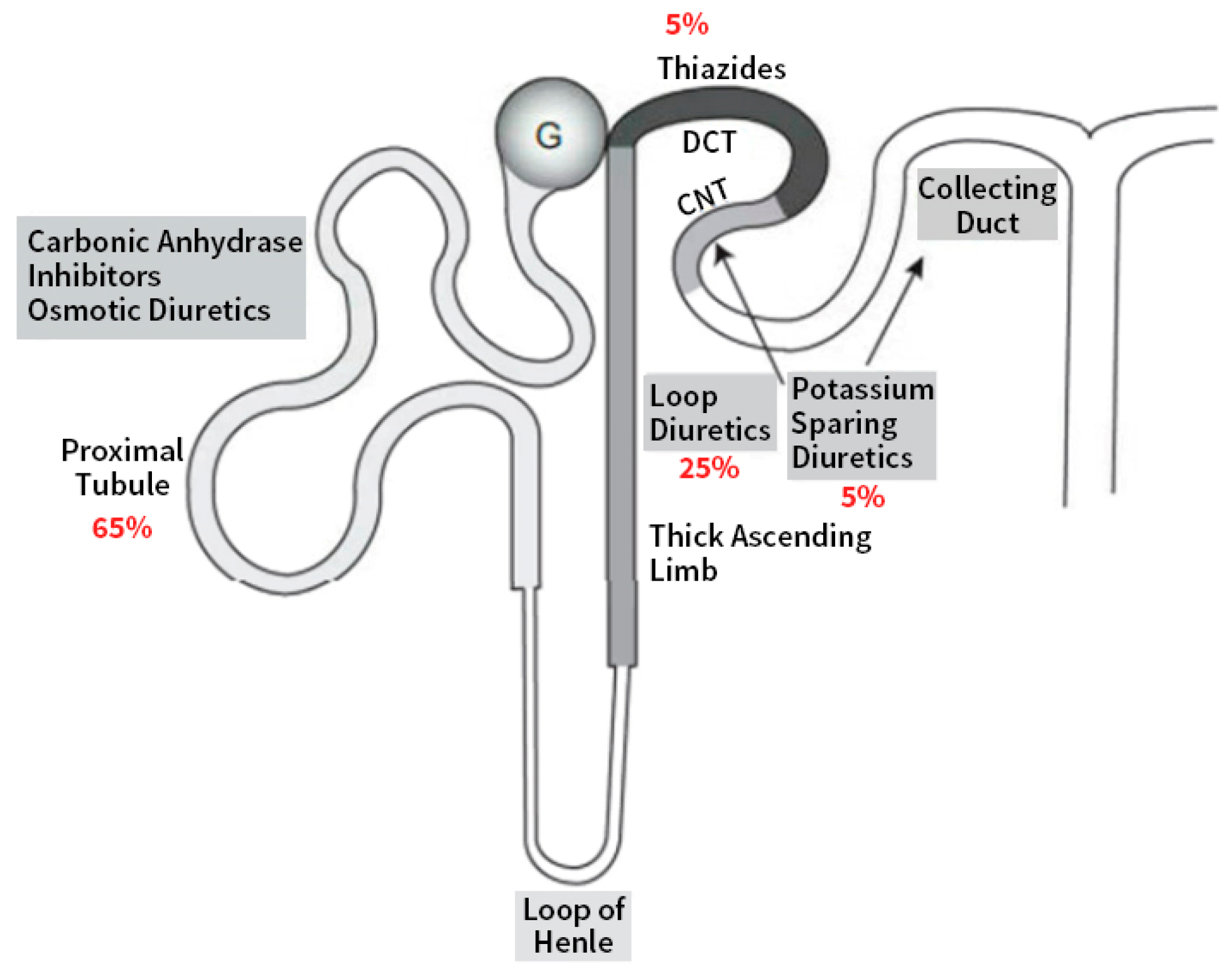 Renal Mechanisms Of Diuretic Resistance