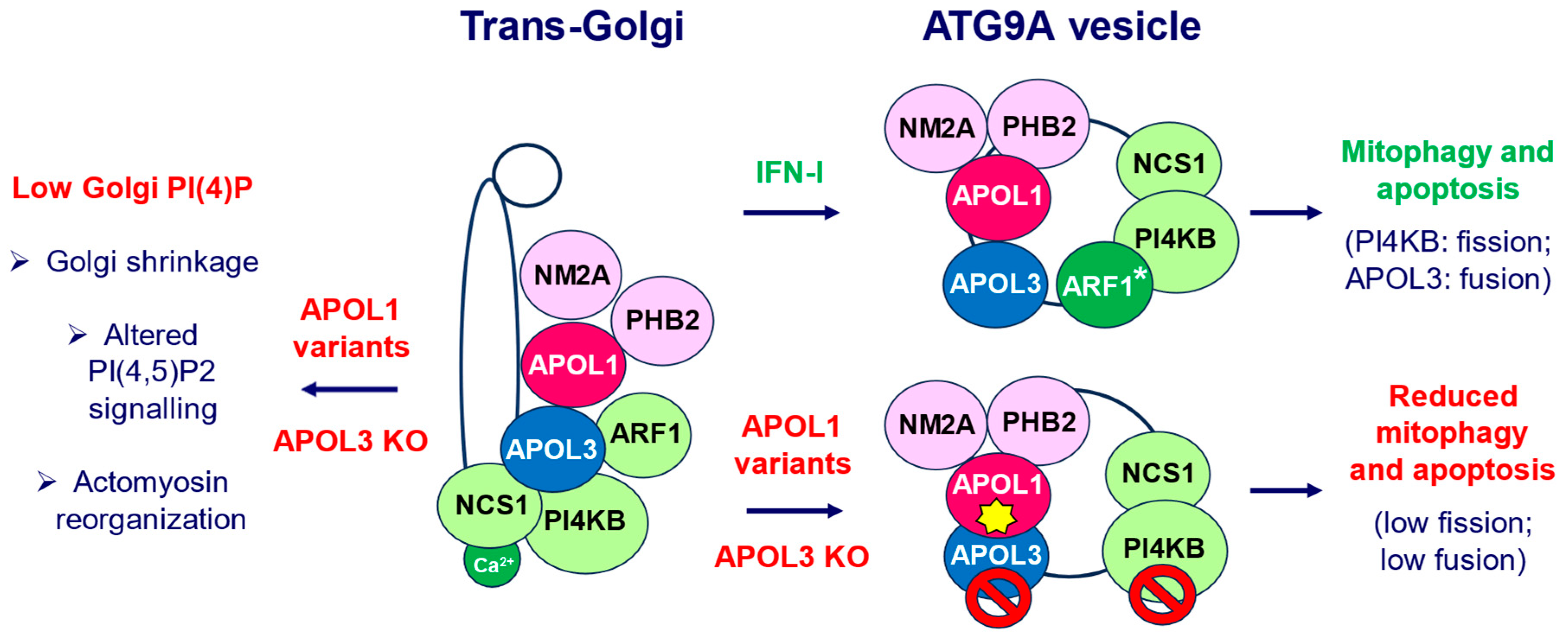 Kidneydial 04 00010 g002 Kidneydial 04 00010 g002