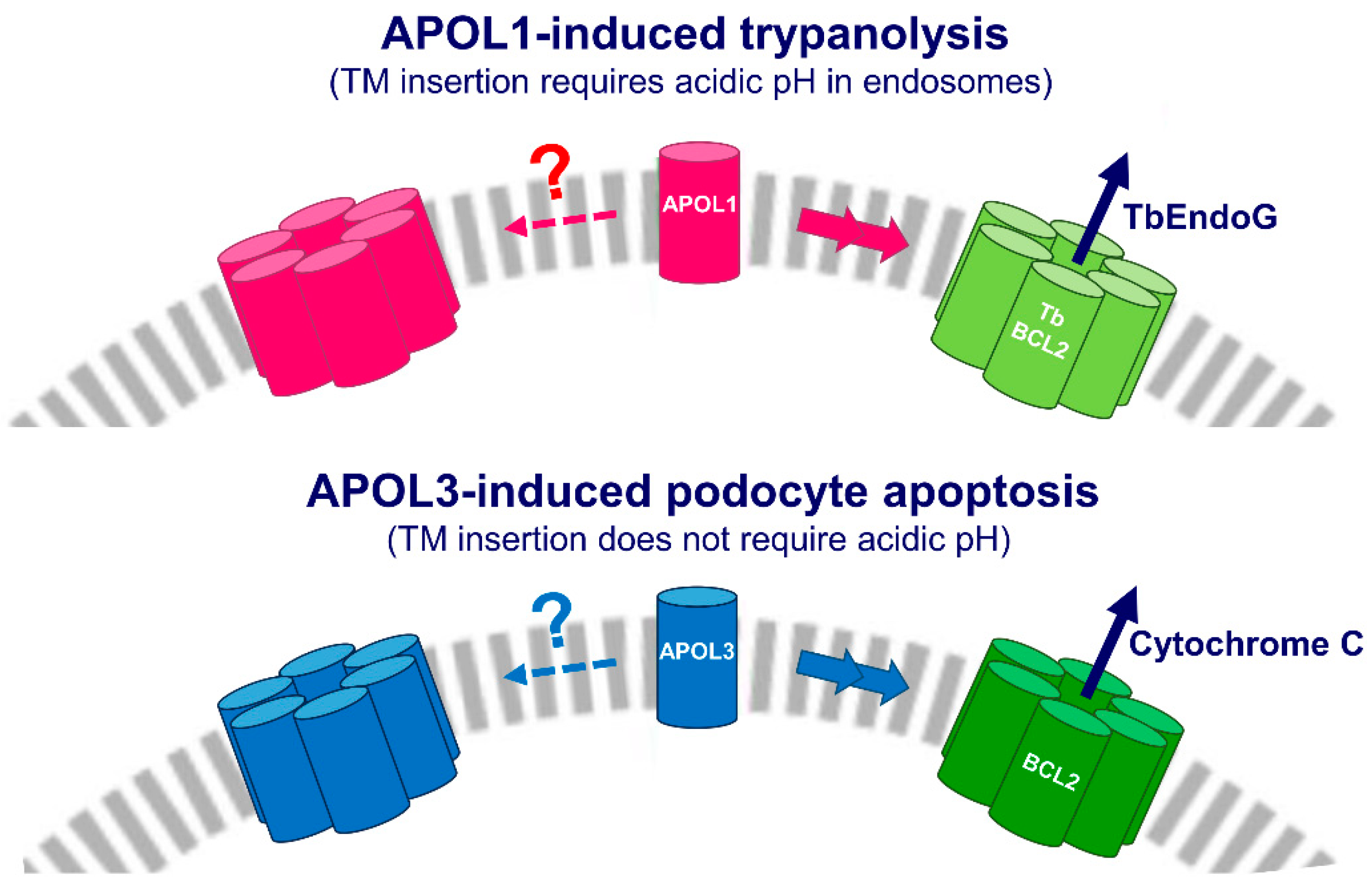 Kidneydial 04 00010 g003 Kidneydial 04 00010 g003