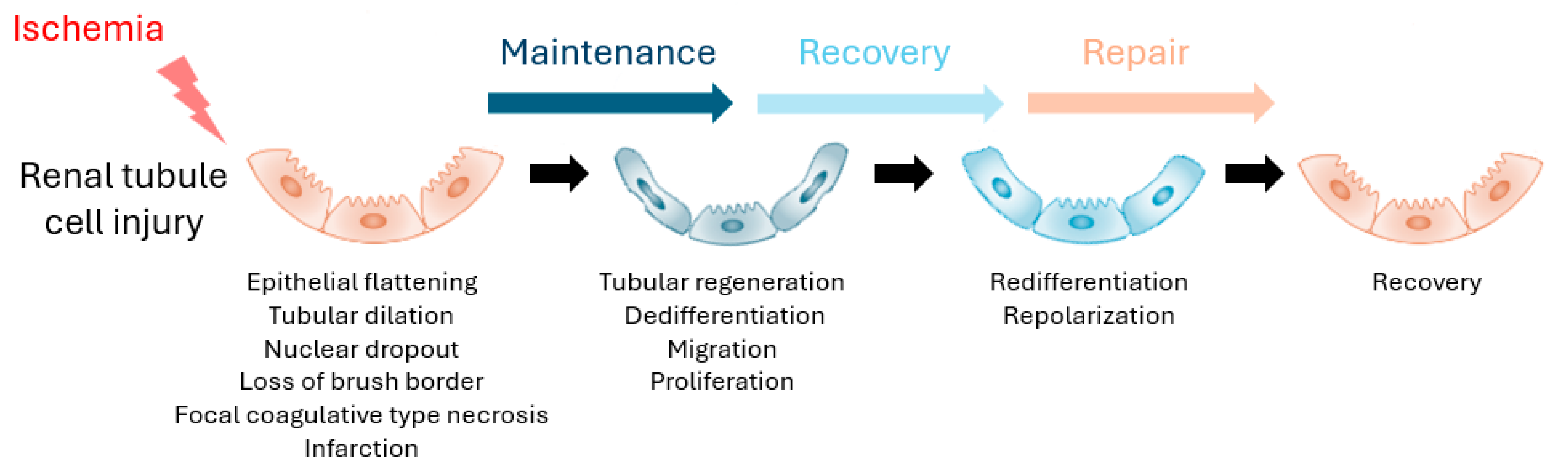 Kidneydial 05 00037 g002 Kidneydial 05 00037 g002