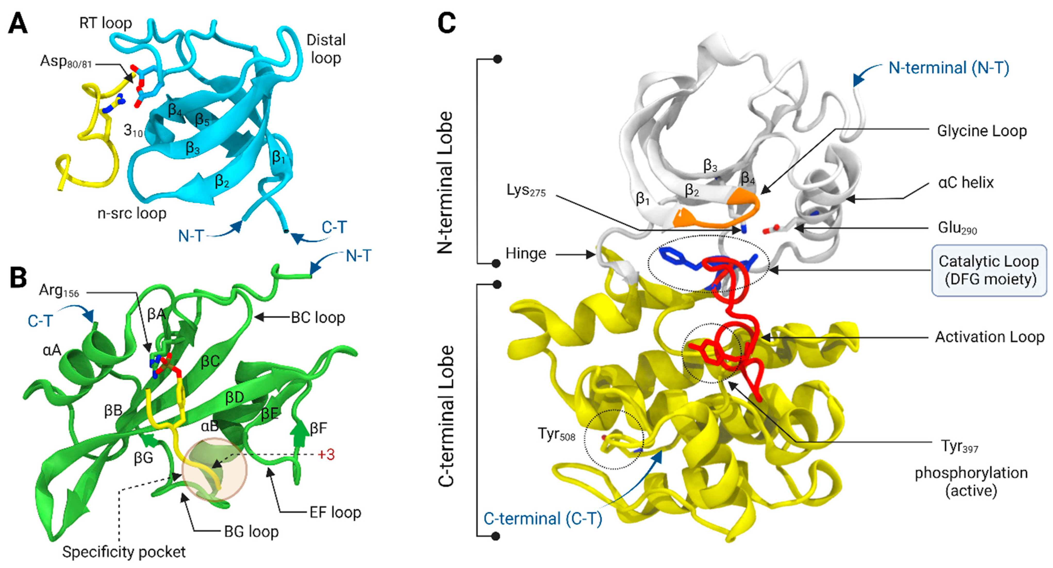 Kinasesphosphatases 01 00004 g002