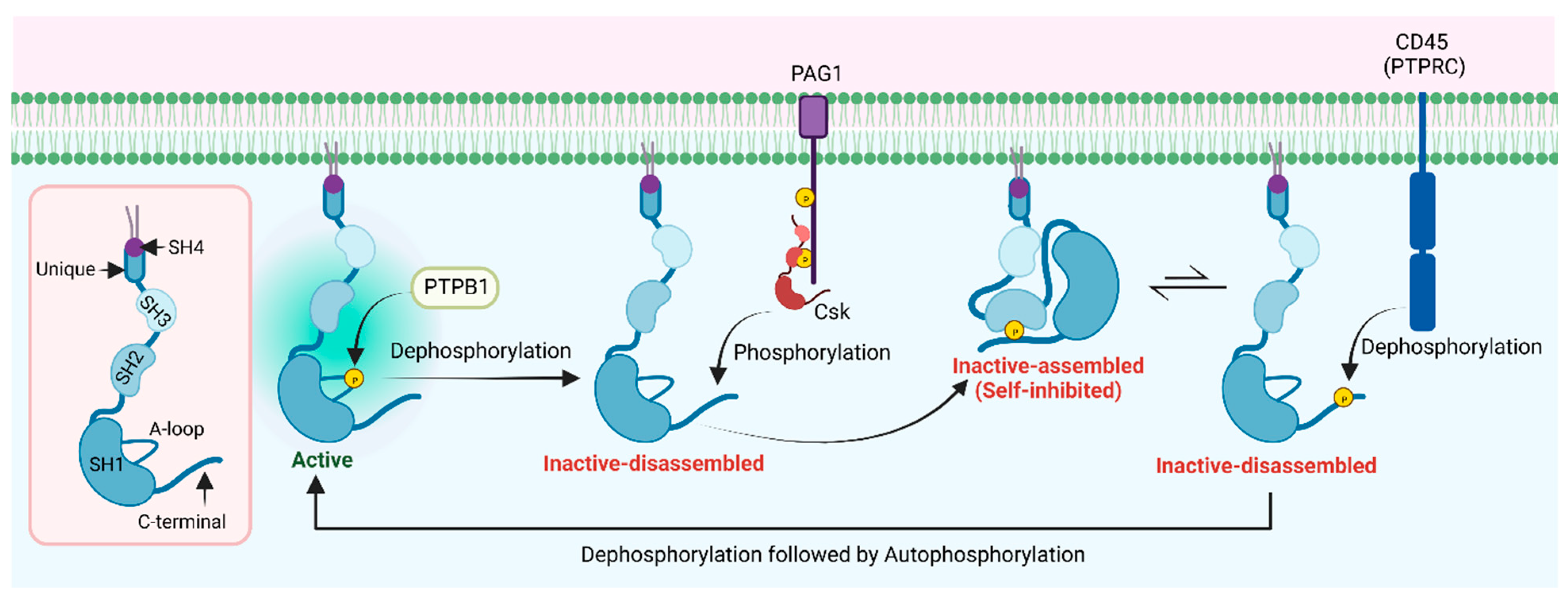 Kinasesphosphatases 01 00004 g004