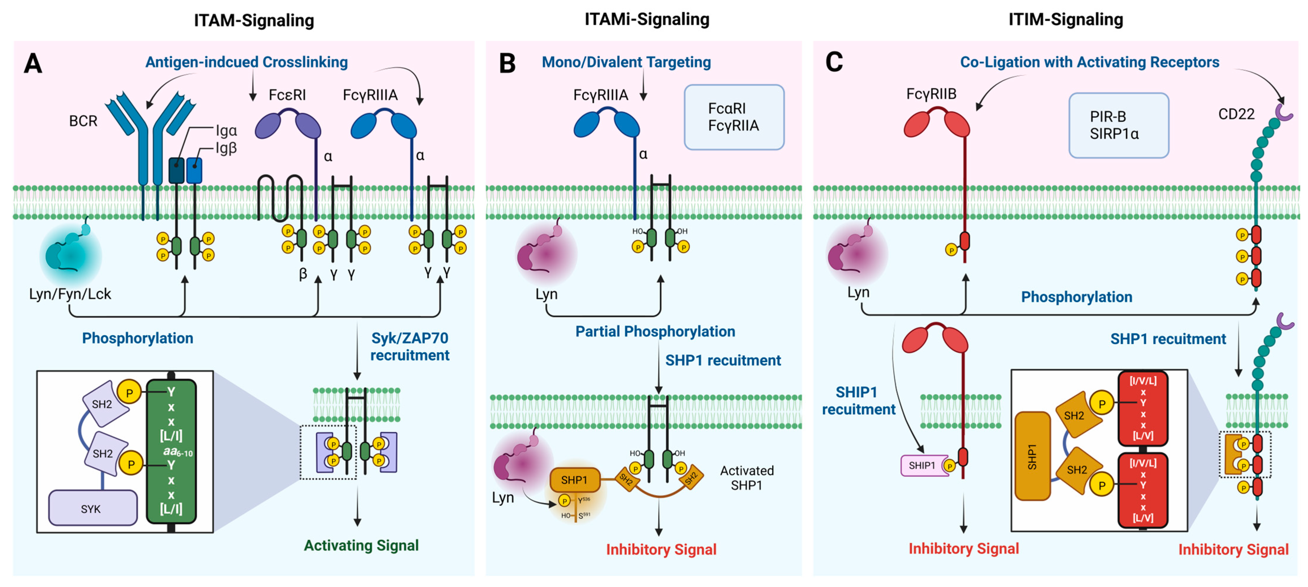 Kinasesphosphatases 01 00004 g005