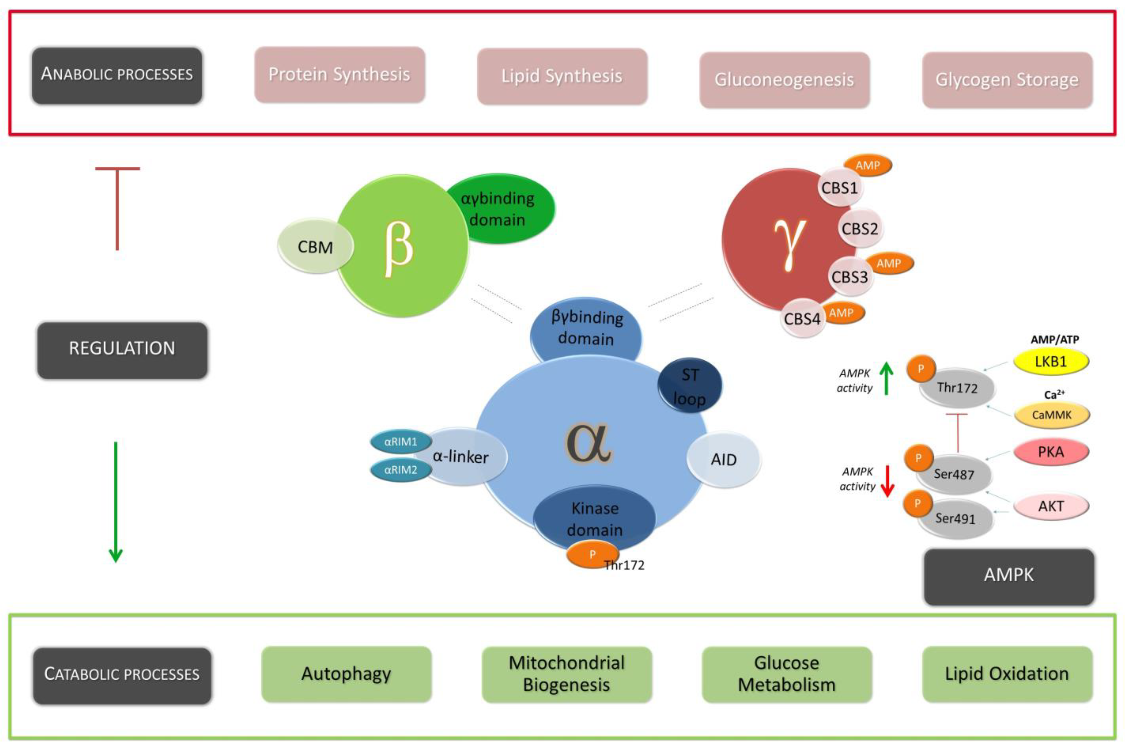 Kinasesphosphatases 01 00012 g001