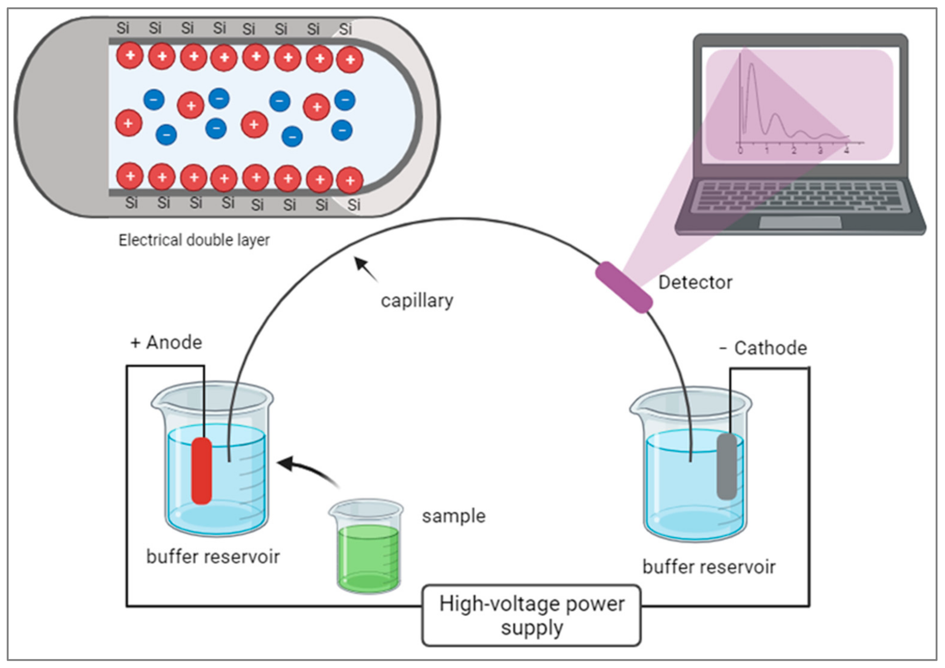 Kinasesphosphatases 01 00013 g002