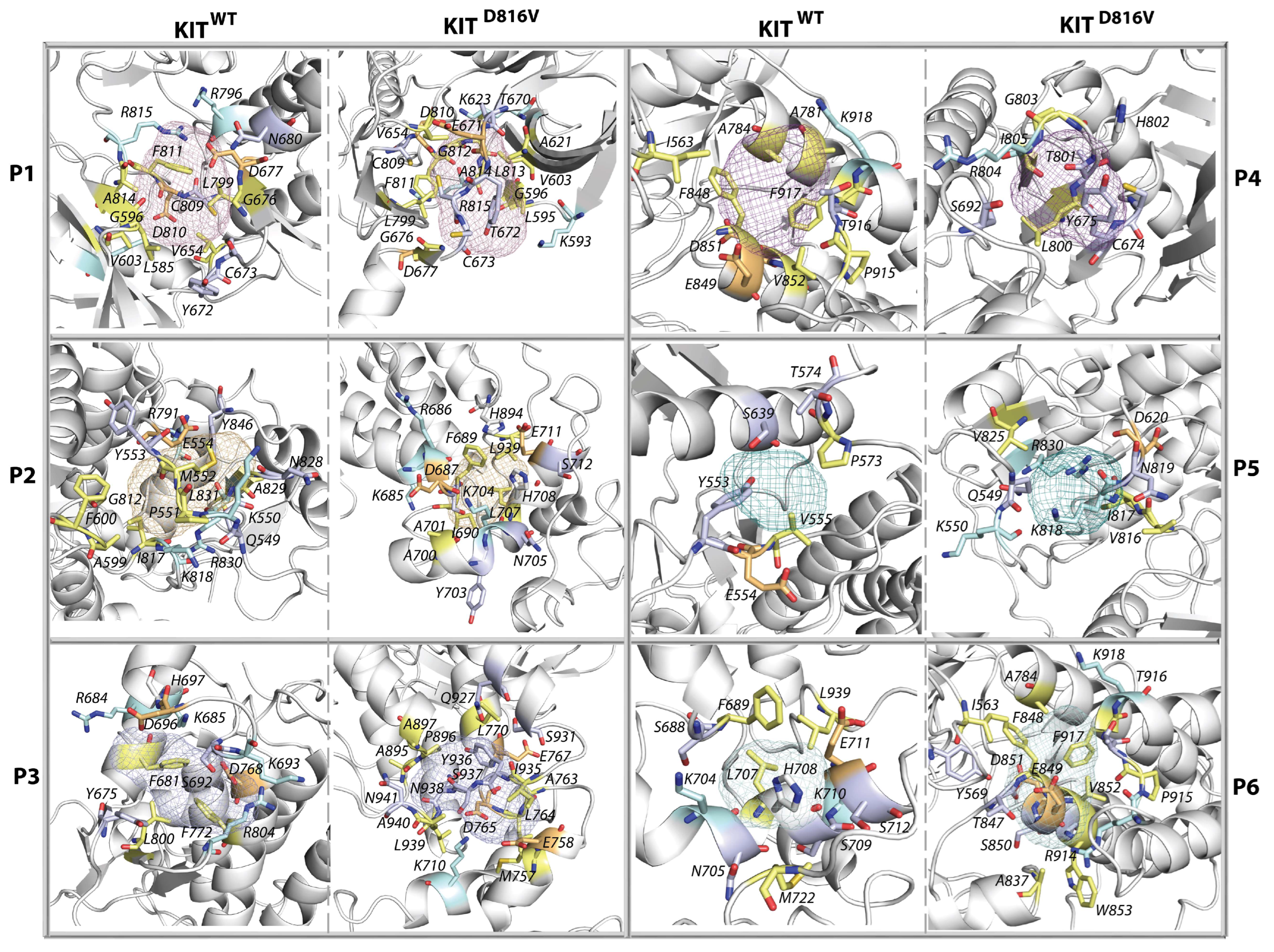 Kinasesphosphatases 01 00014 g010