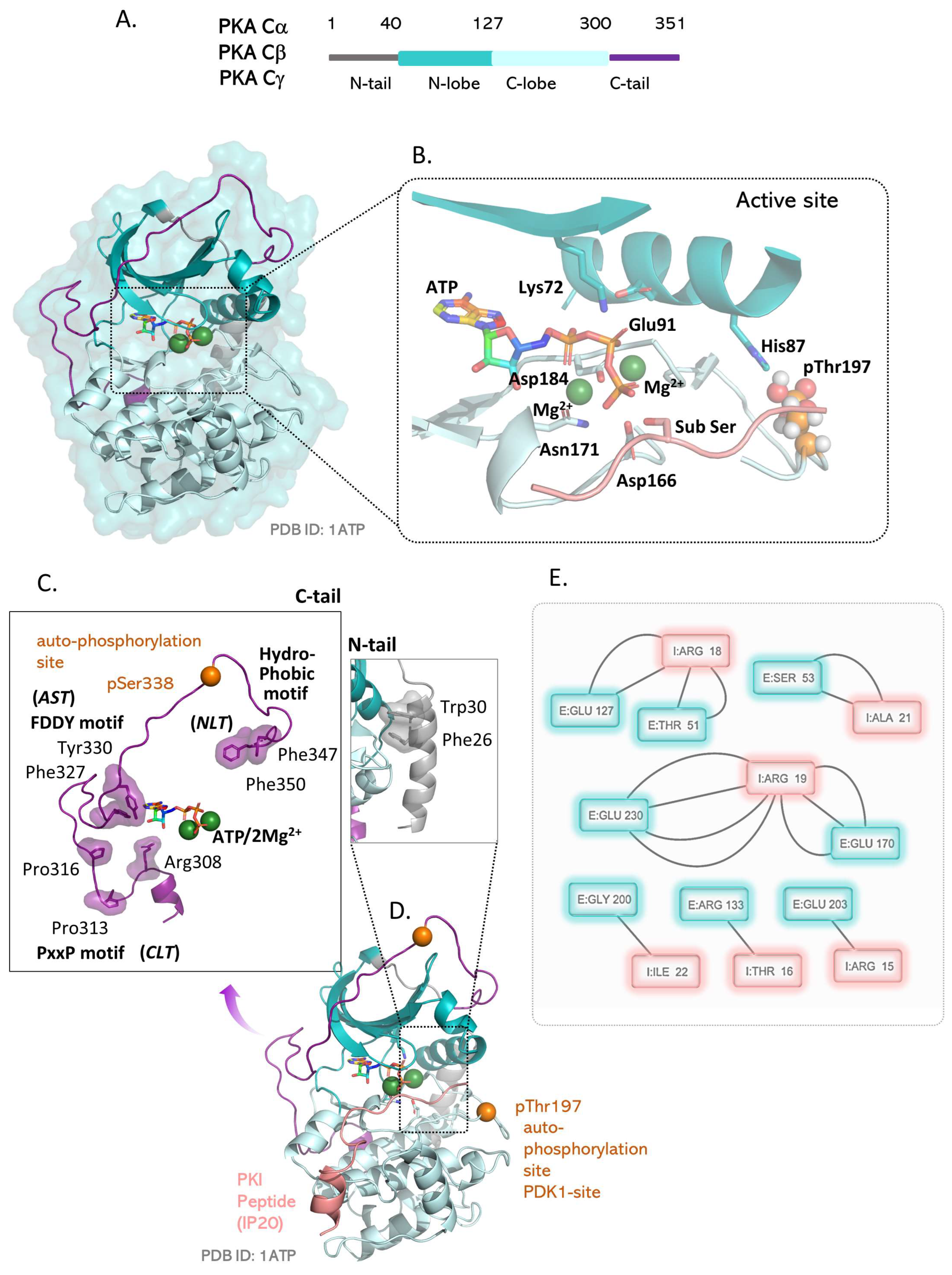 Kinasesphosphatases 01 00016 g002 Kinasesphosphatases 01 00016 g002