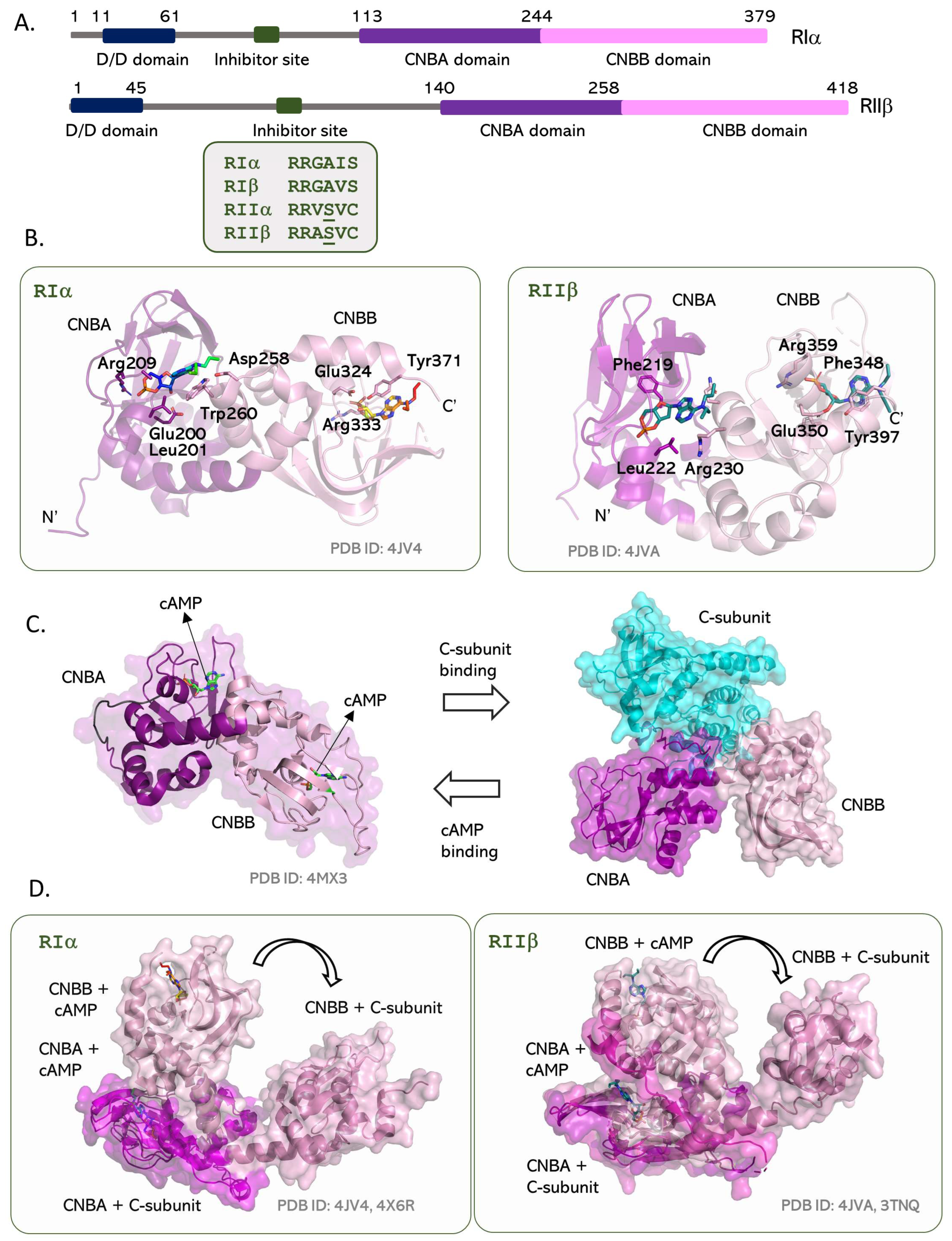Kinasesphosphatases 01 00016 g004 Kinasesphosphatases 01 00016 g004