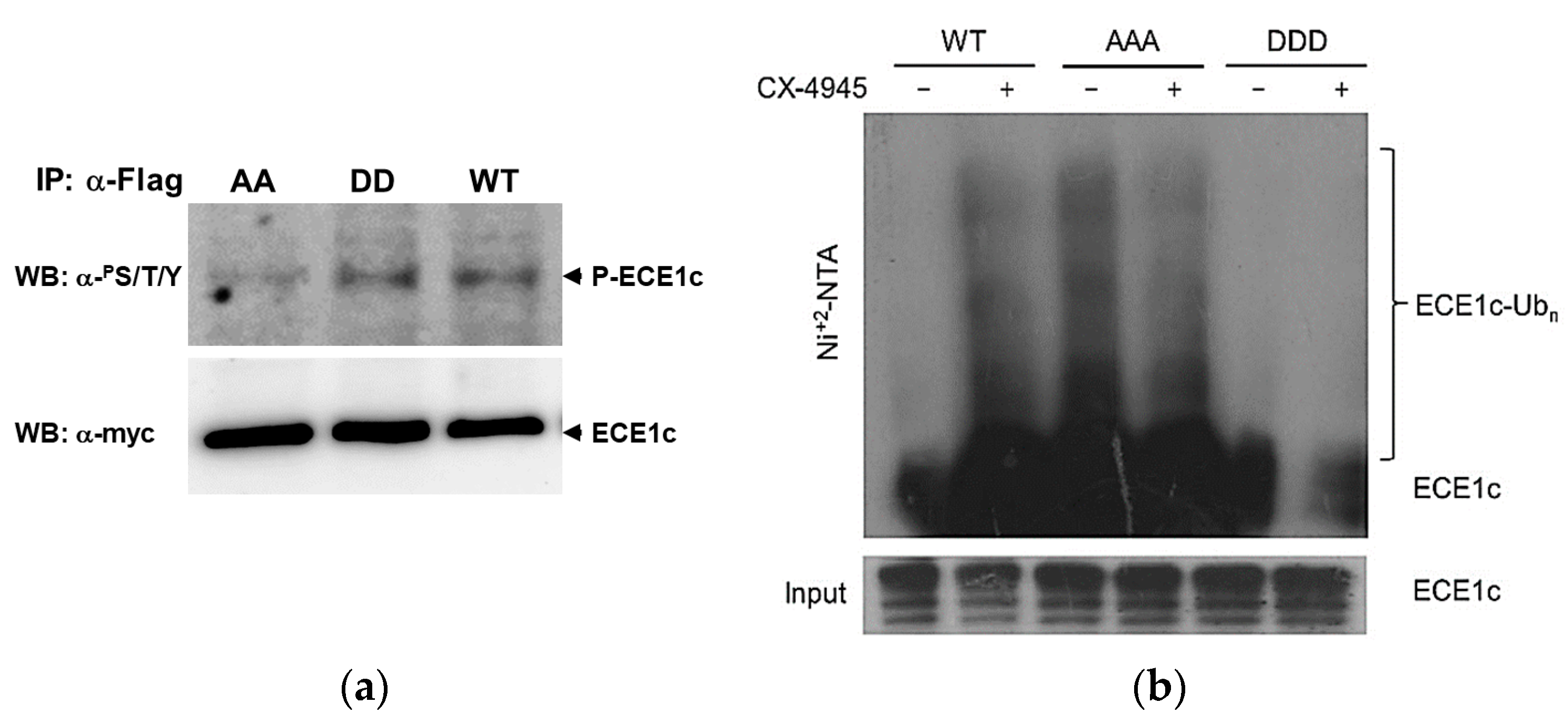 Kinasesphosphatases 02 00001 g002