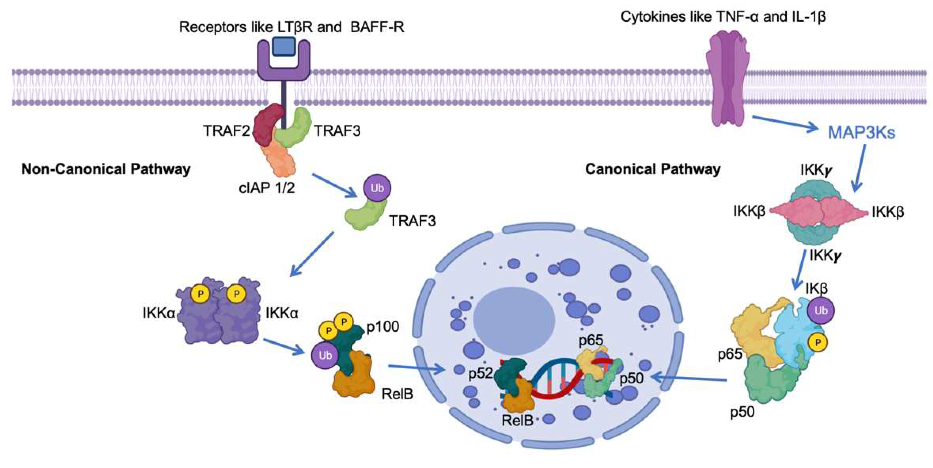 Kinasesphosphatases 02 00002 g001