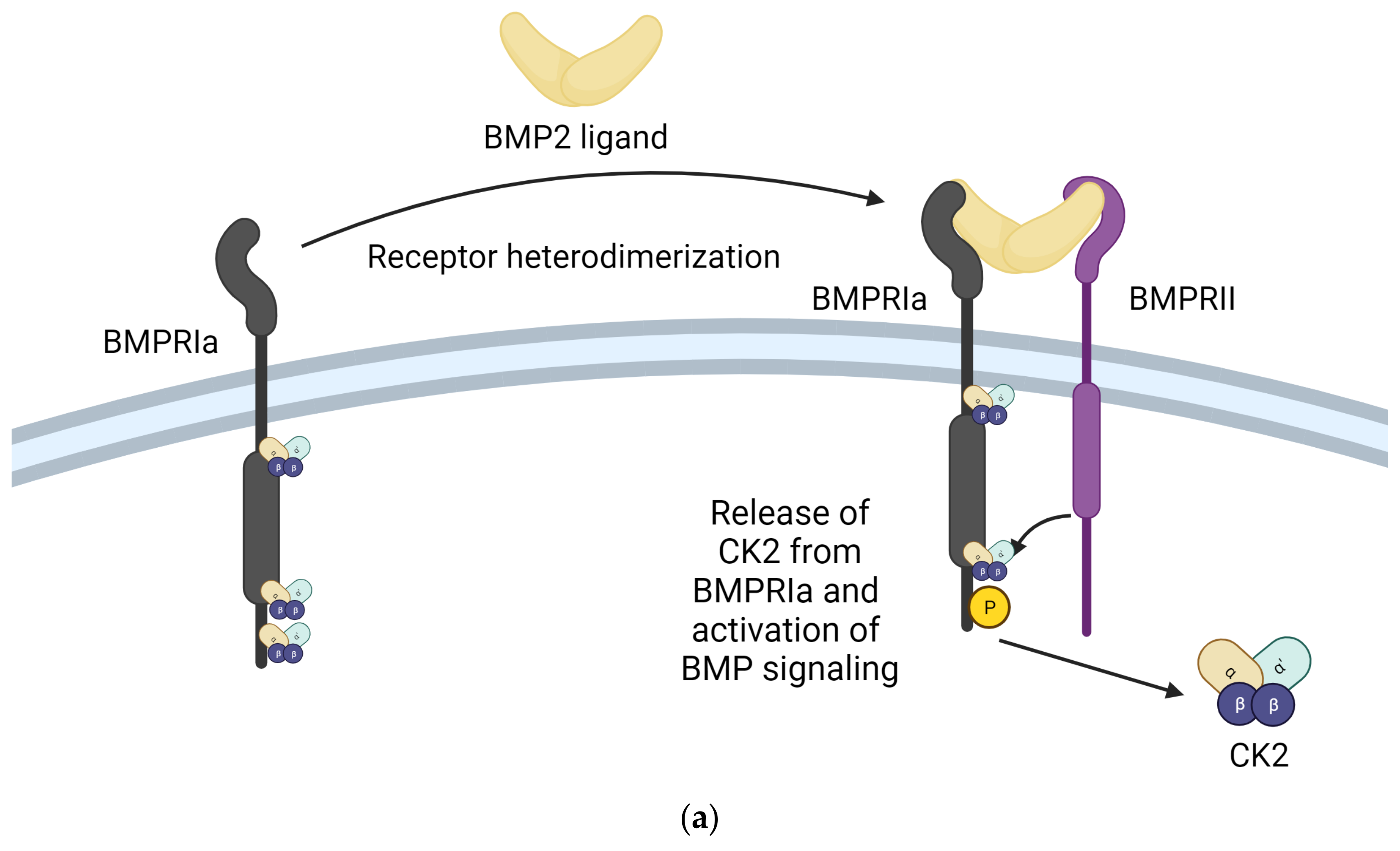 Kinasesphosphatases 02 00004 g003a