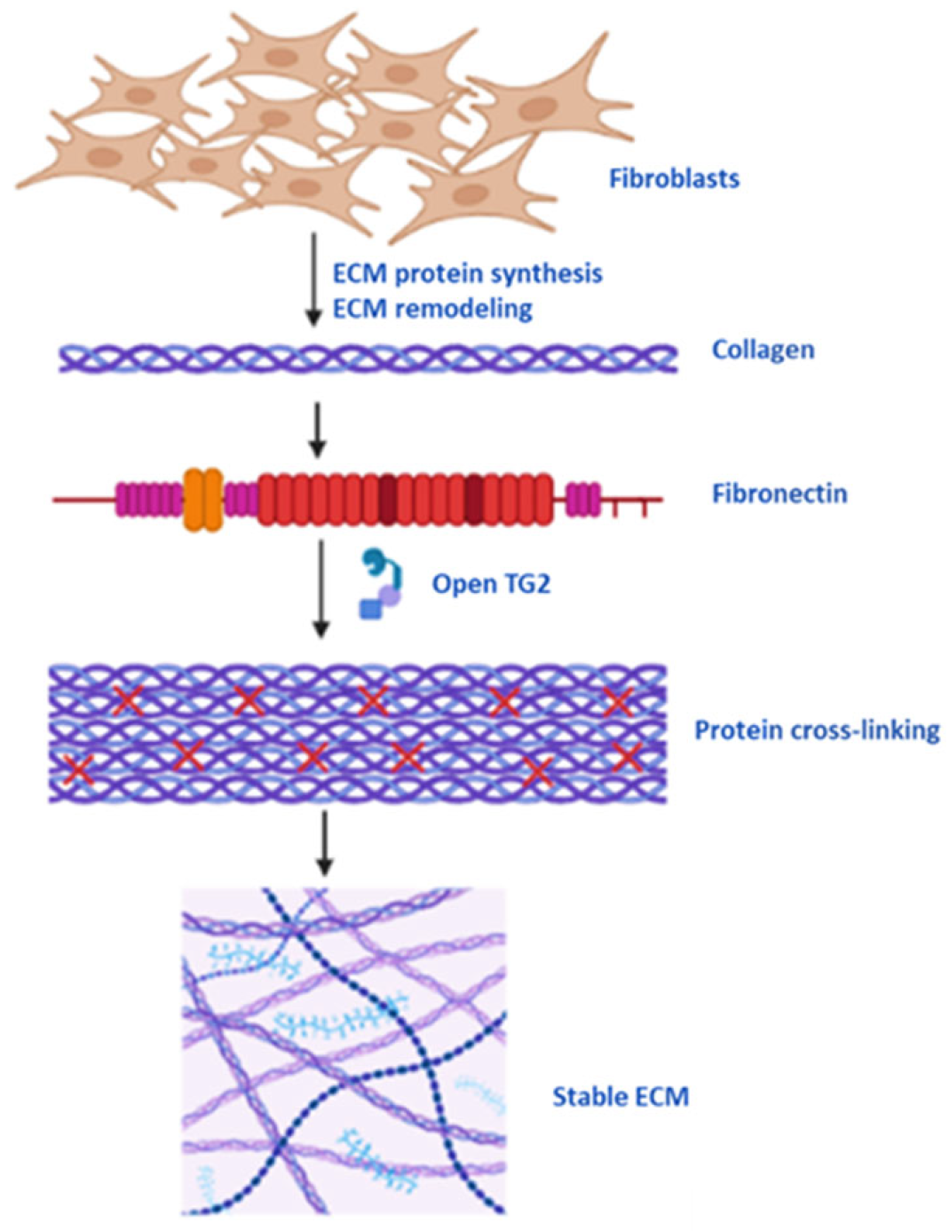 Kinasesphosphatases 02 00005 g002 Kinasesphosphatases 02 00005 g002