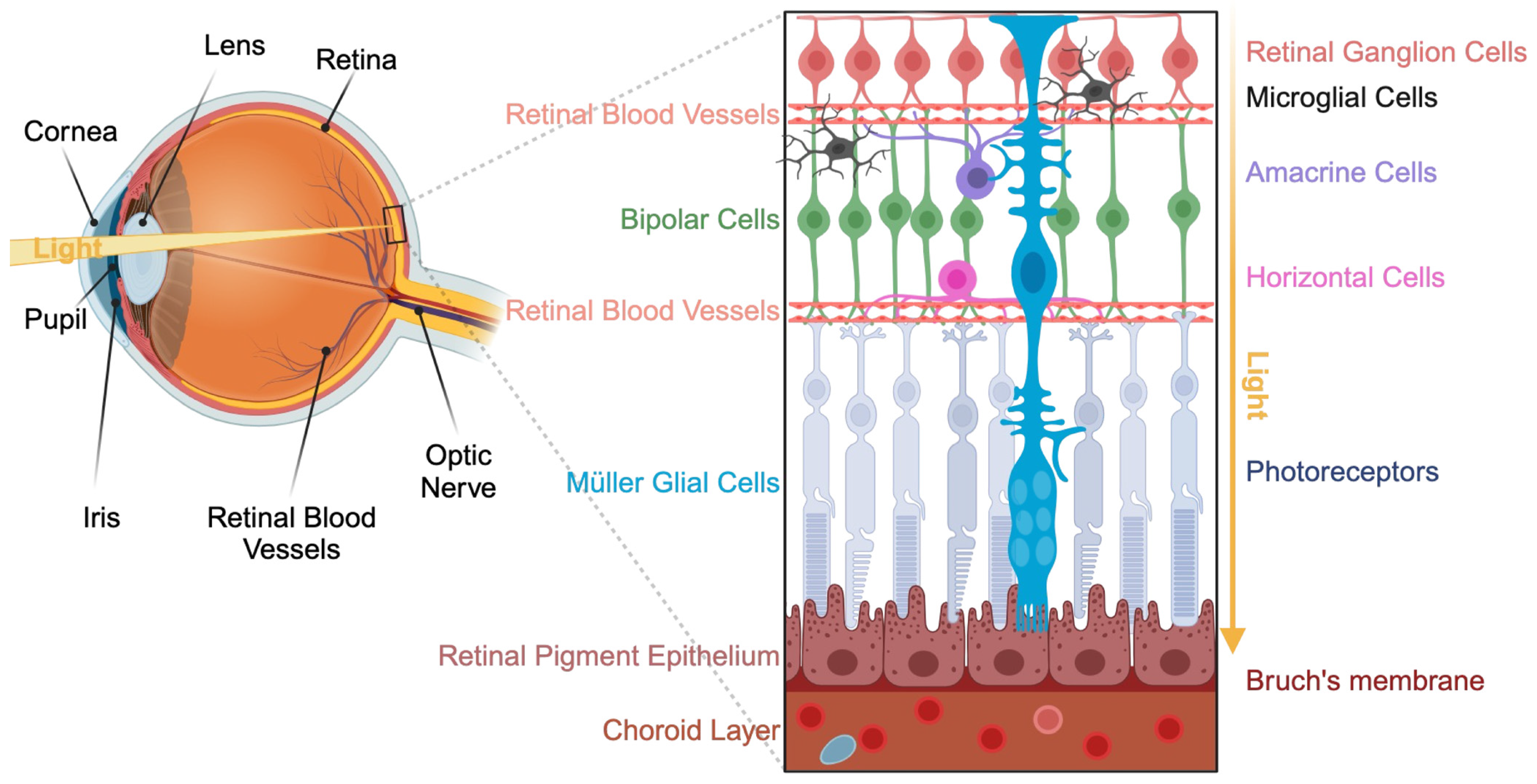 Kinasesphosphatases 02 00006 g001