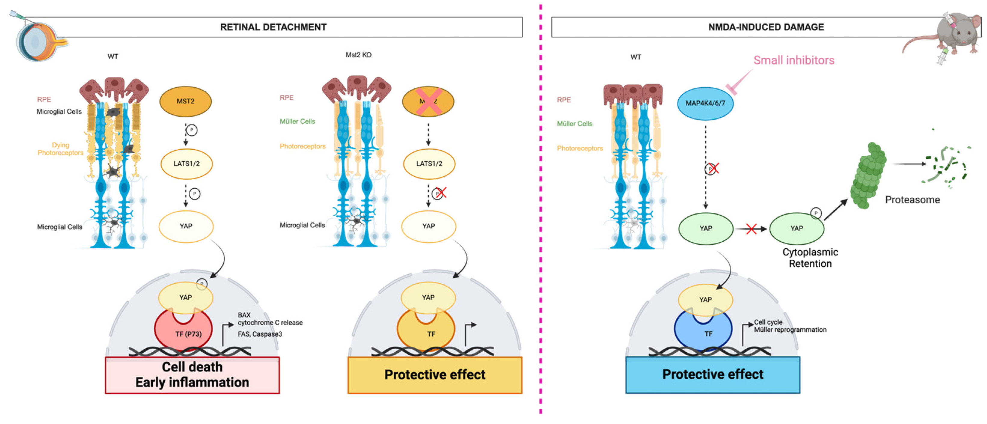 Kinasesphosphatases 02 00006 g004