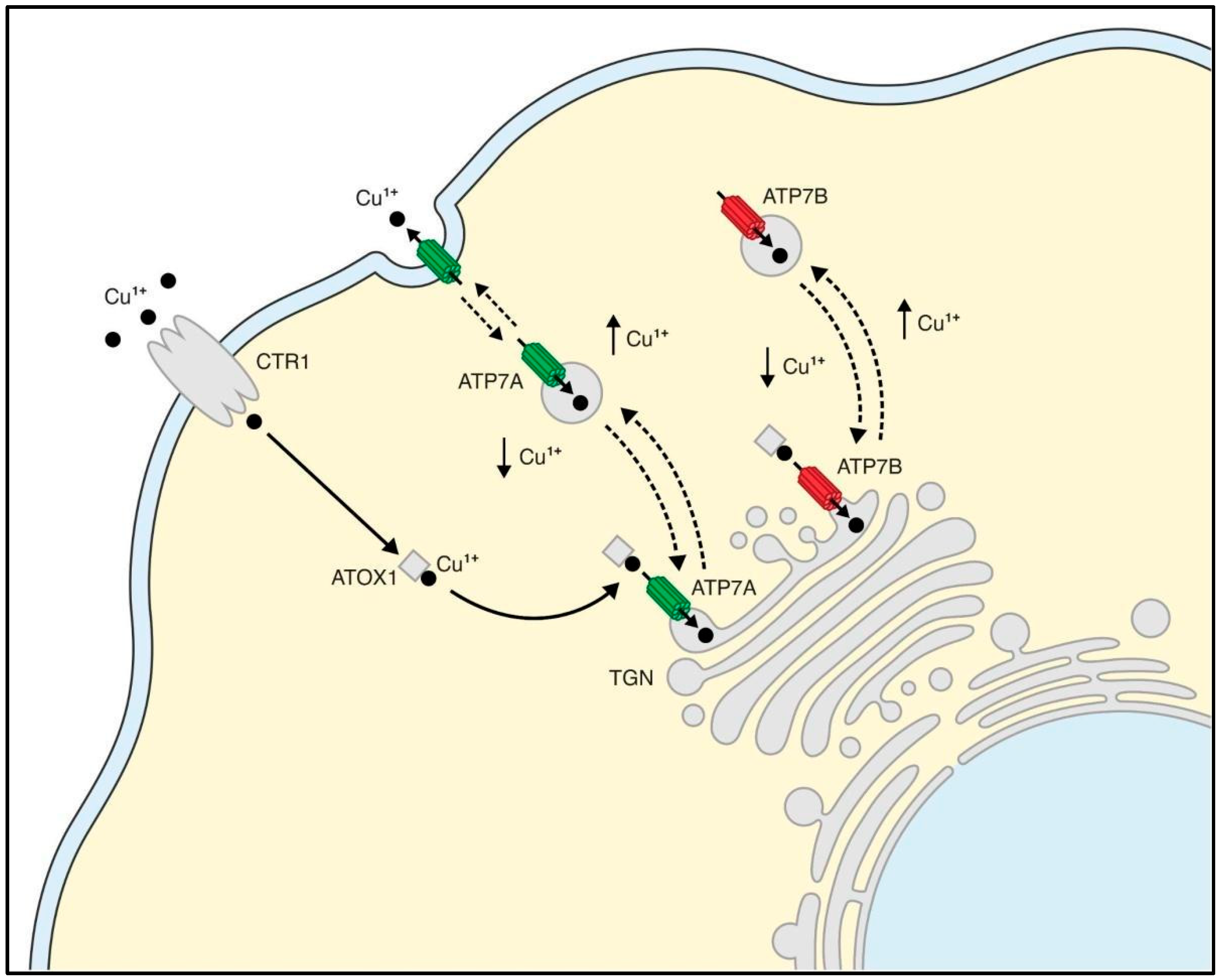 Kinasesphosphatases 02 00015 g001 Kinasesphosphatases 02 00015 g001
