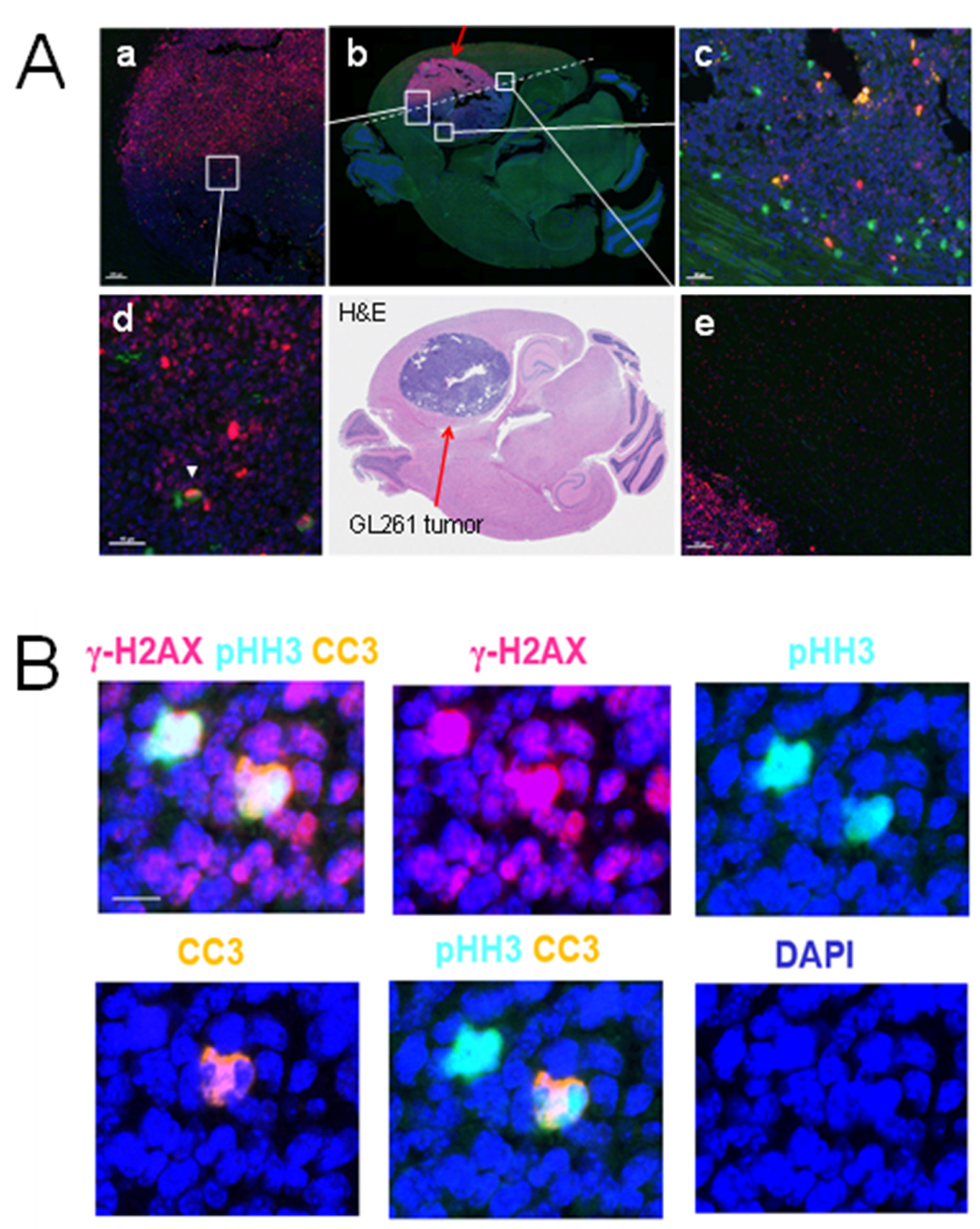 Kinasesphosphatases 02 00017 g001