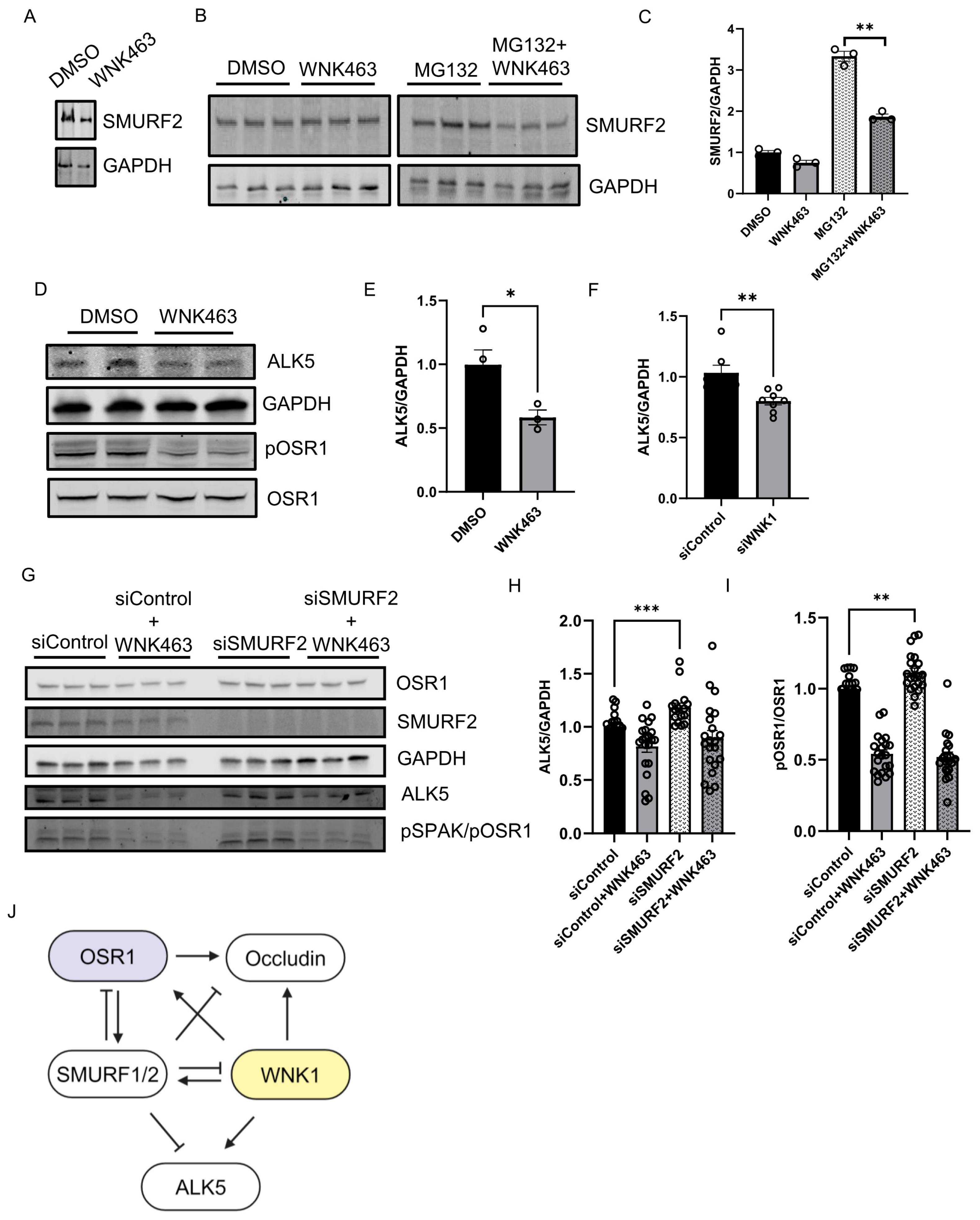 Kinasesphosphatases 02 00019 g004