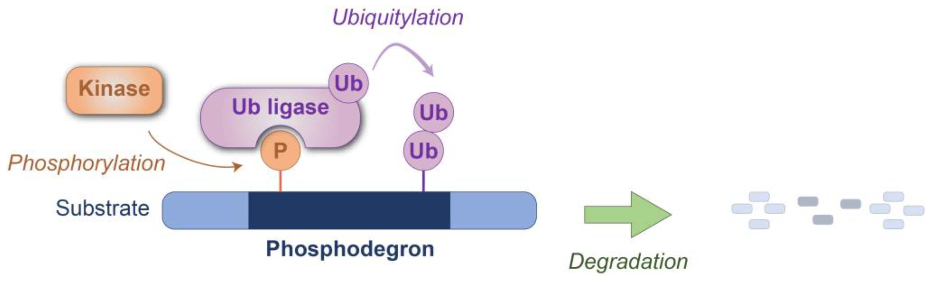 Kinasesphosphatases 03 00003 g001