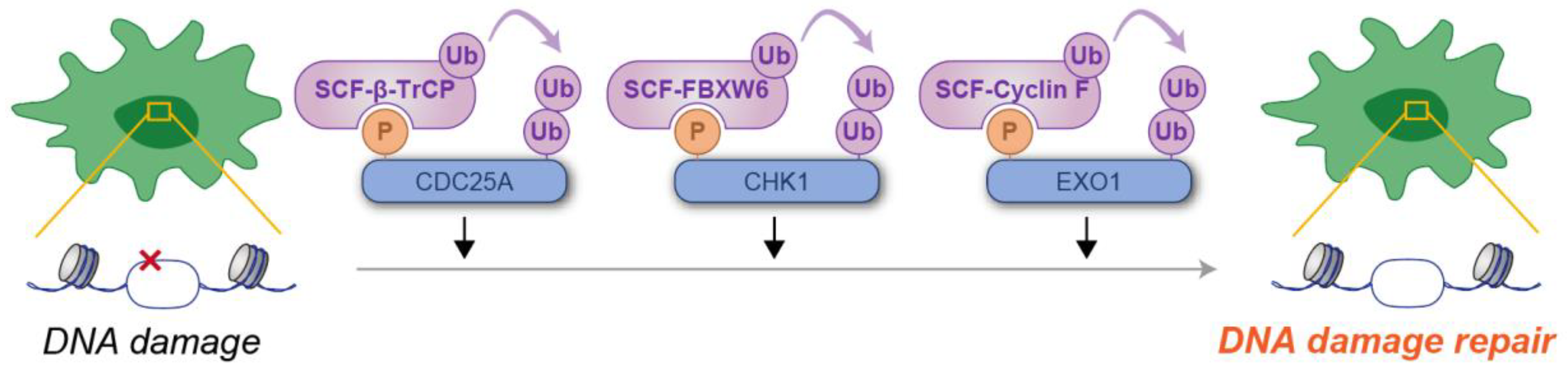 Kinasesphosphatases 03 00003 g003