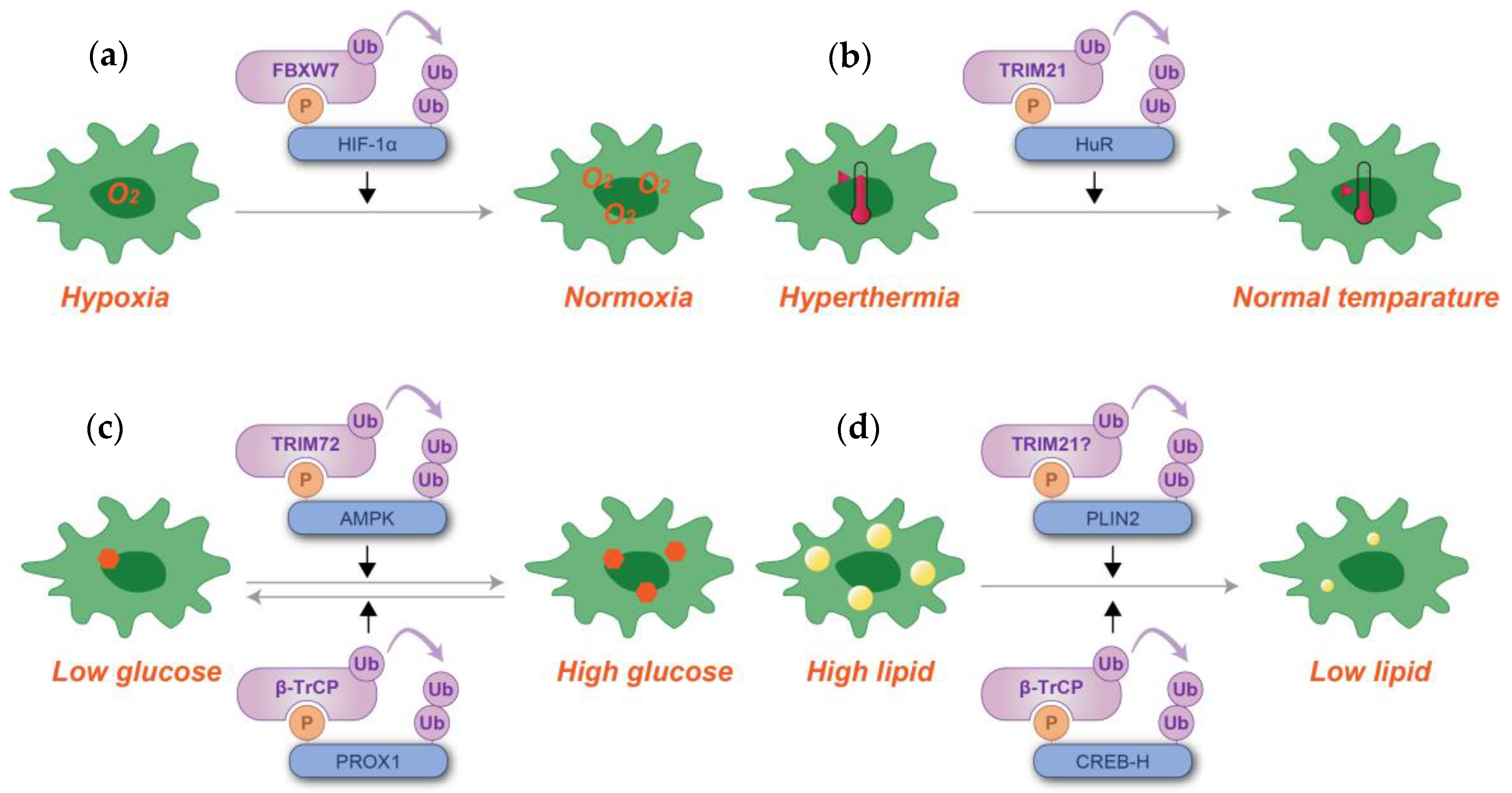 Kinasesphosphatases 03 00003 g006