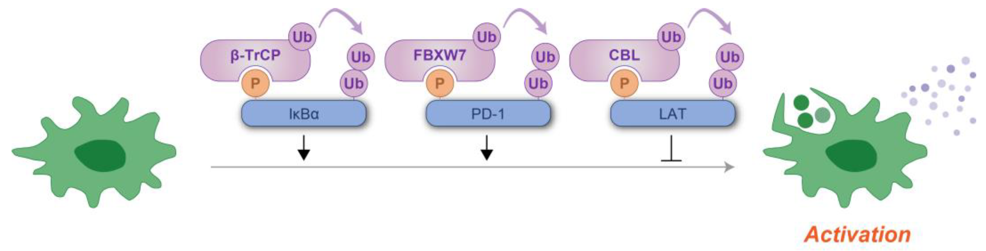 Kinasesphosphatases 03 00003 g007