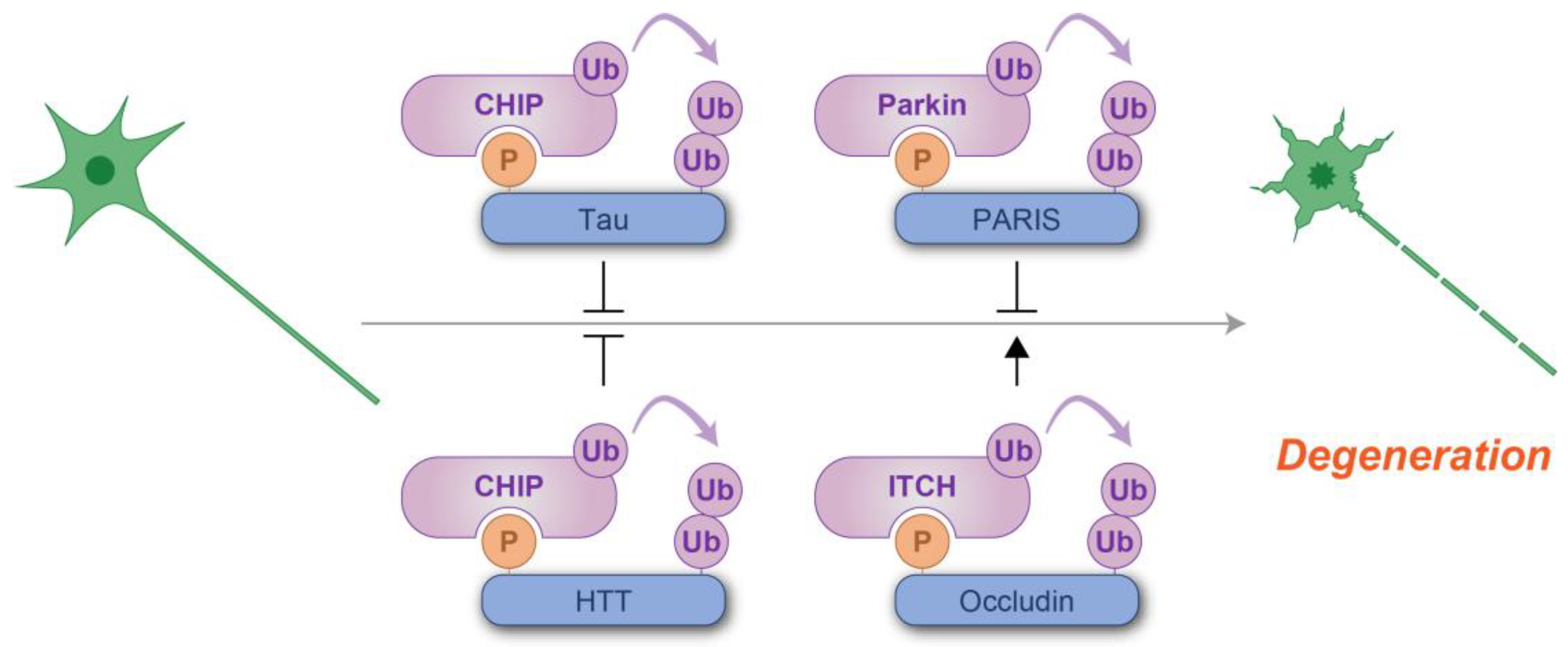 Kinasesphosphatases 03 00003 g008