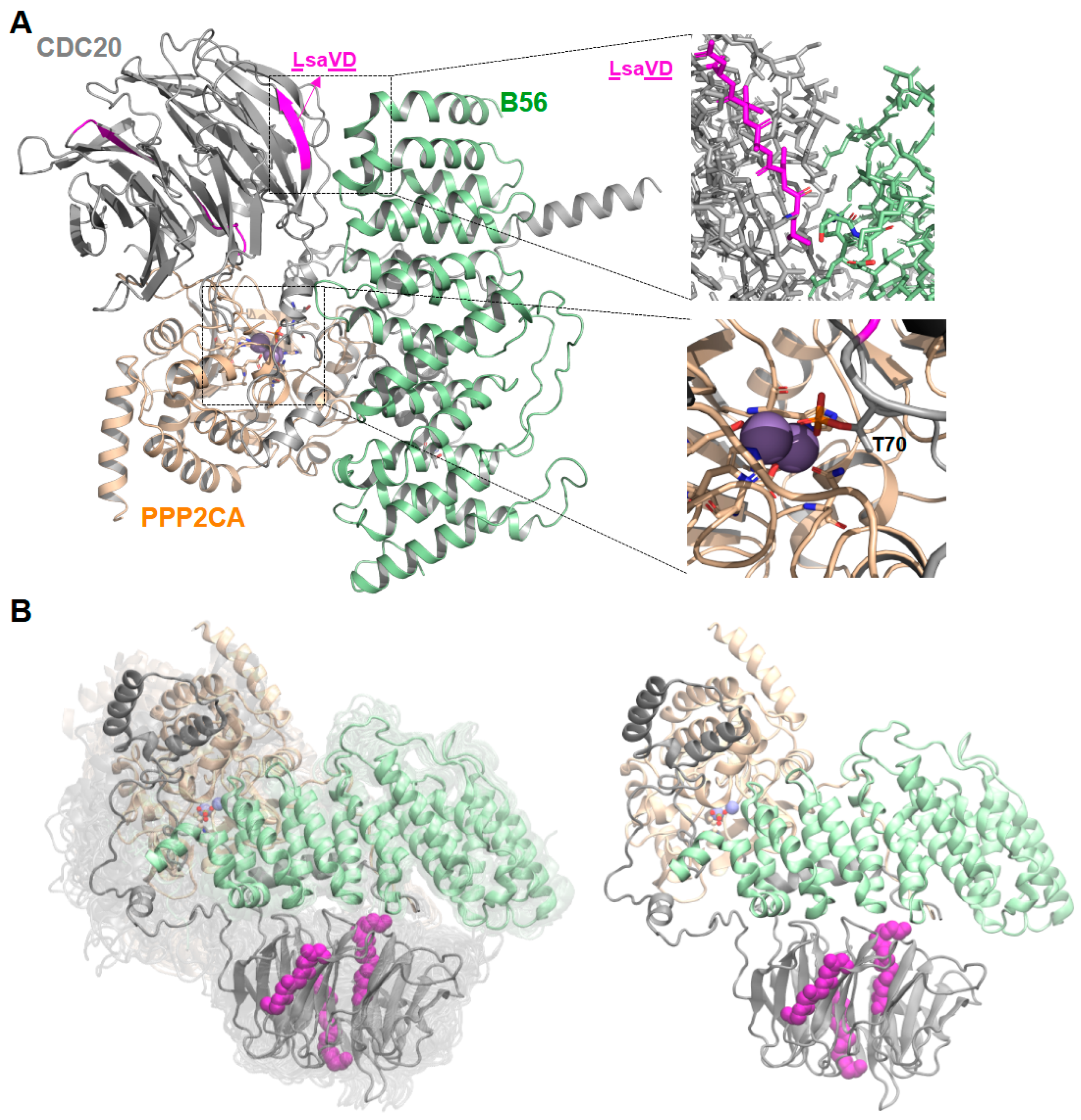 Kinasesphosphatases 03 00004 g007