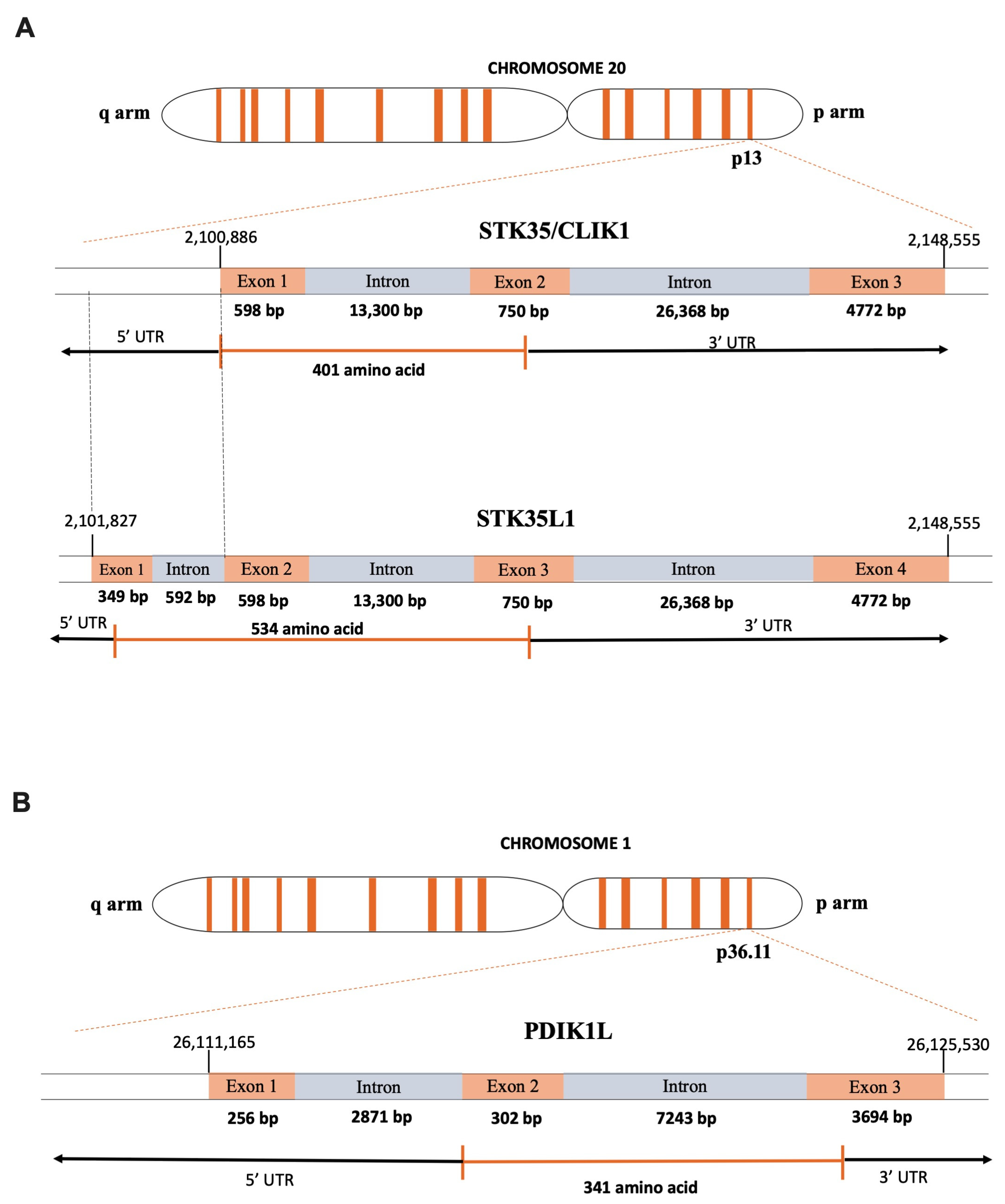 Kinasesphosphatases 03 00012 g001 Kinasesphosphatases 03 00012 g001