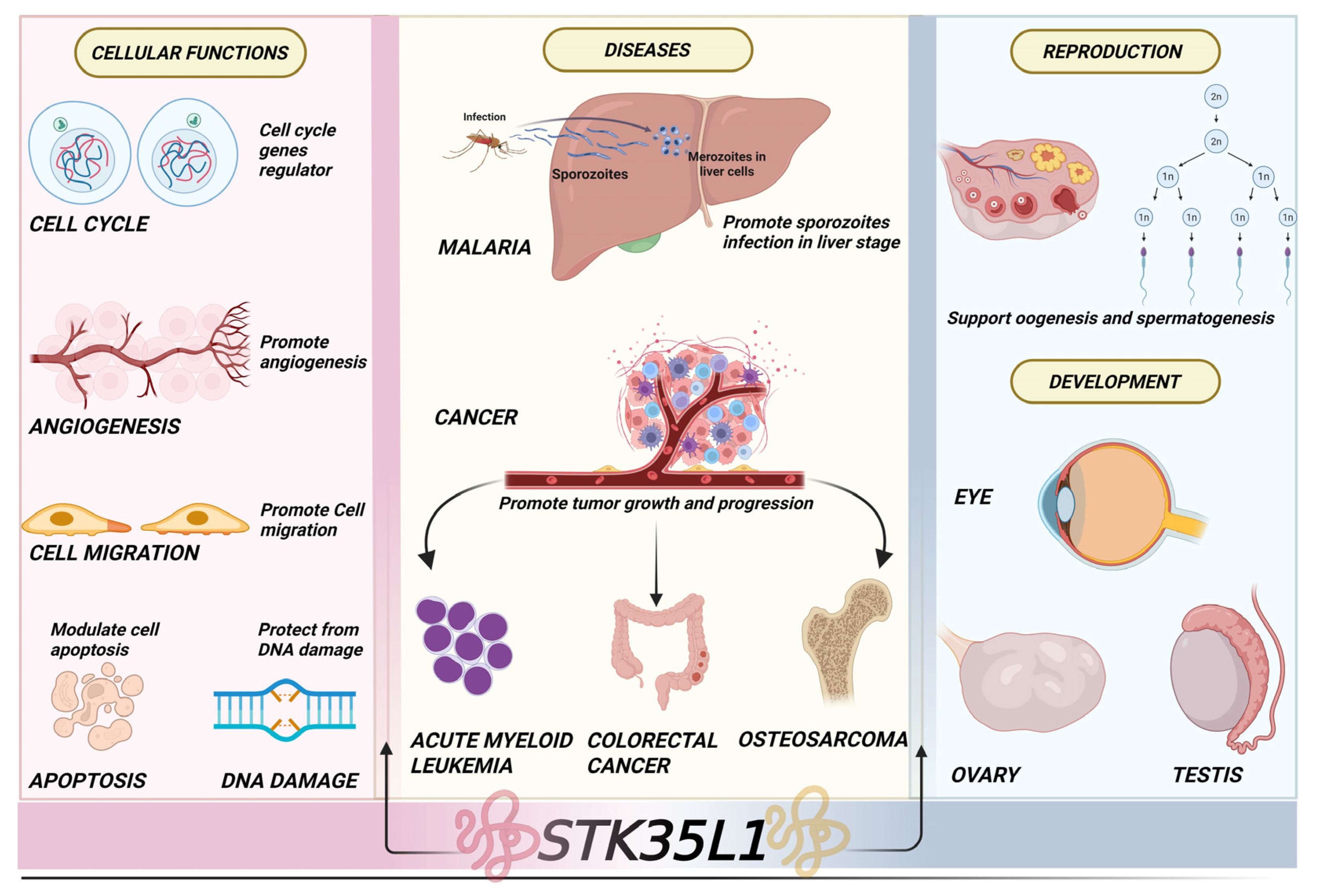 Kinasesphosphatases 03 00012 g004 Kinasesphosphatases 03 00012 g004