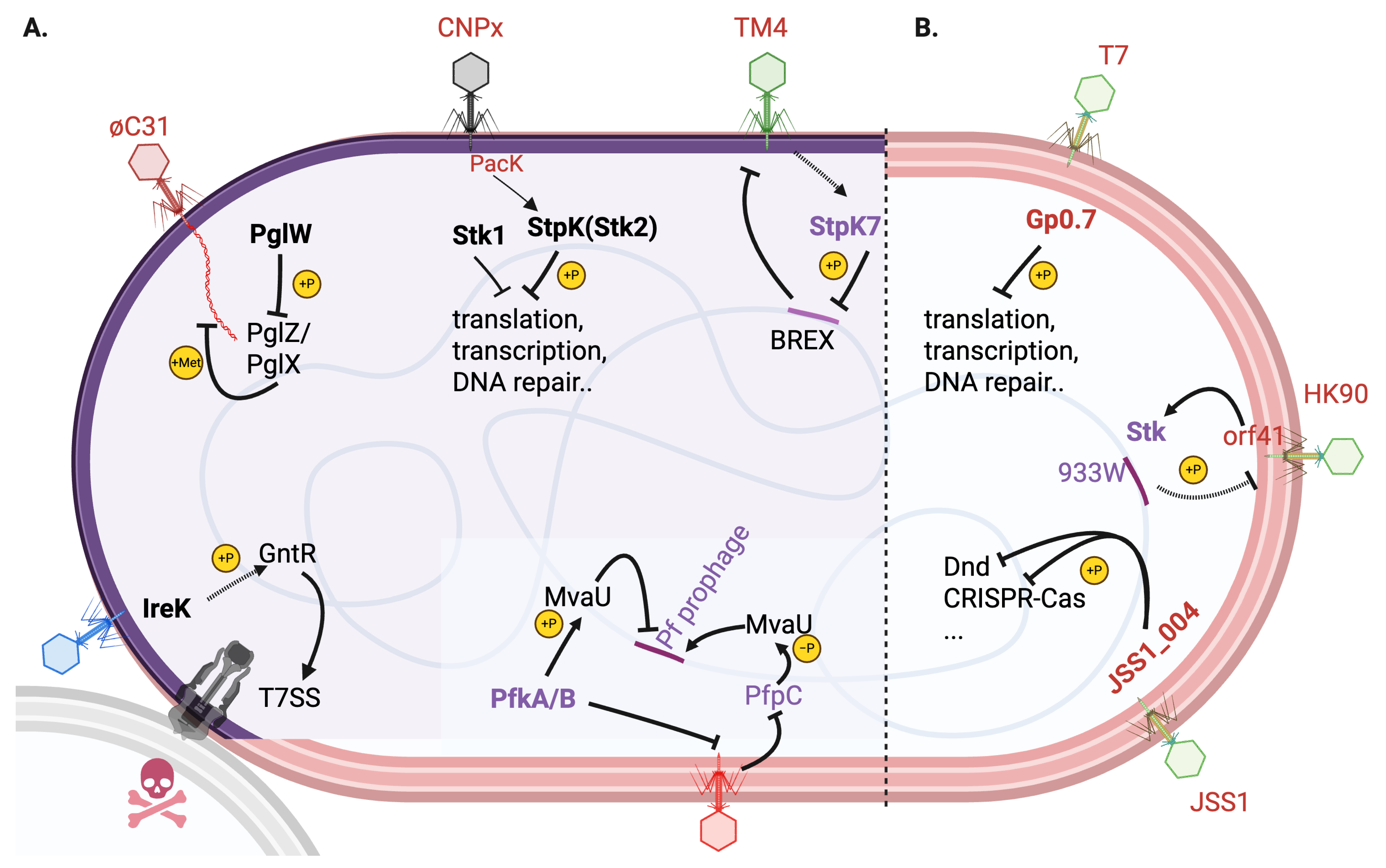 Y.A.N Non-classical ferroptosis inhibition by a small molecule