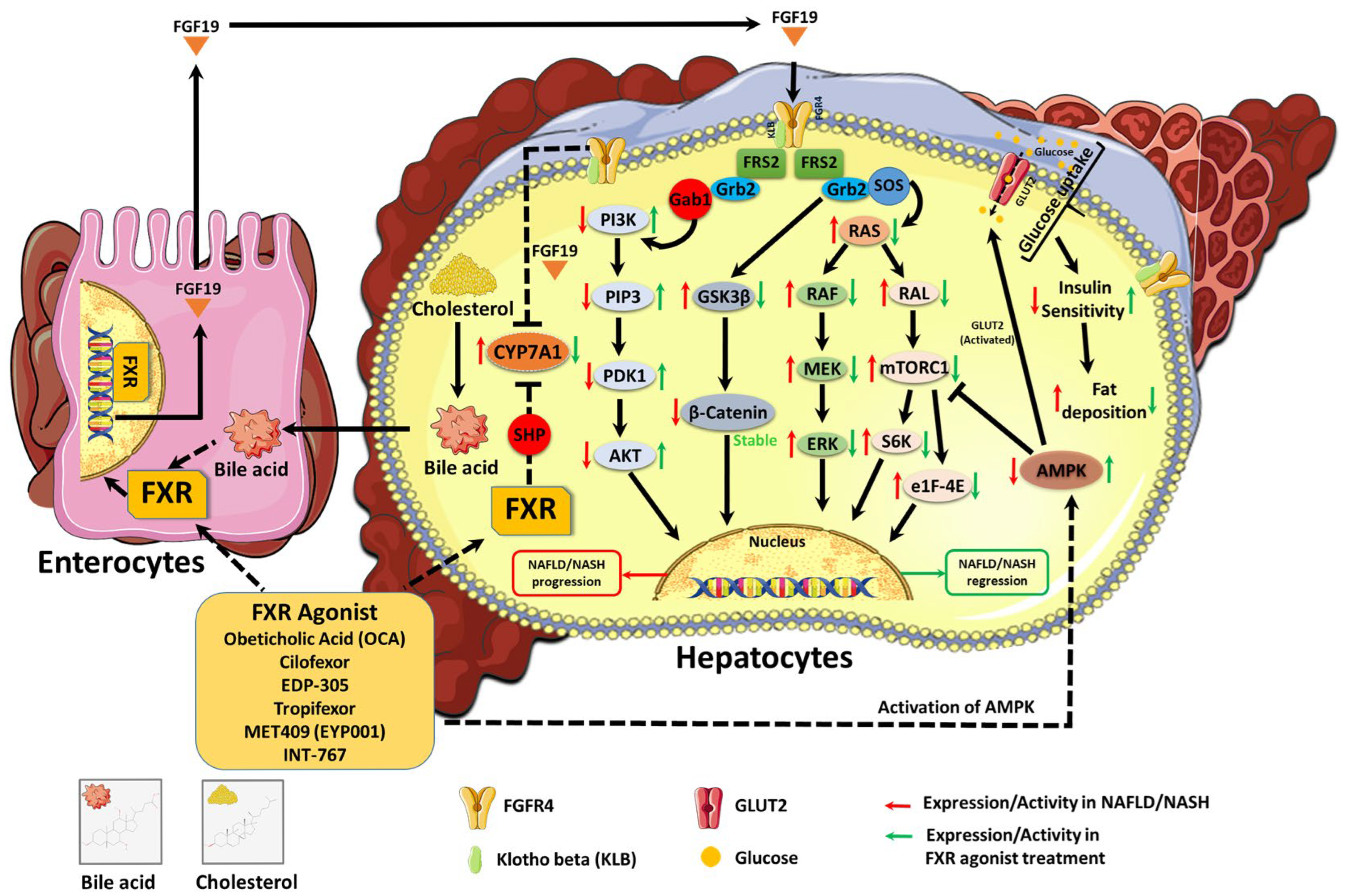 Kinasesphosphatases 03 00016 g004