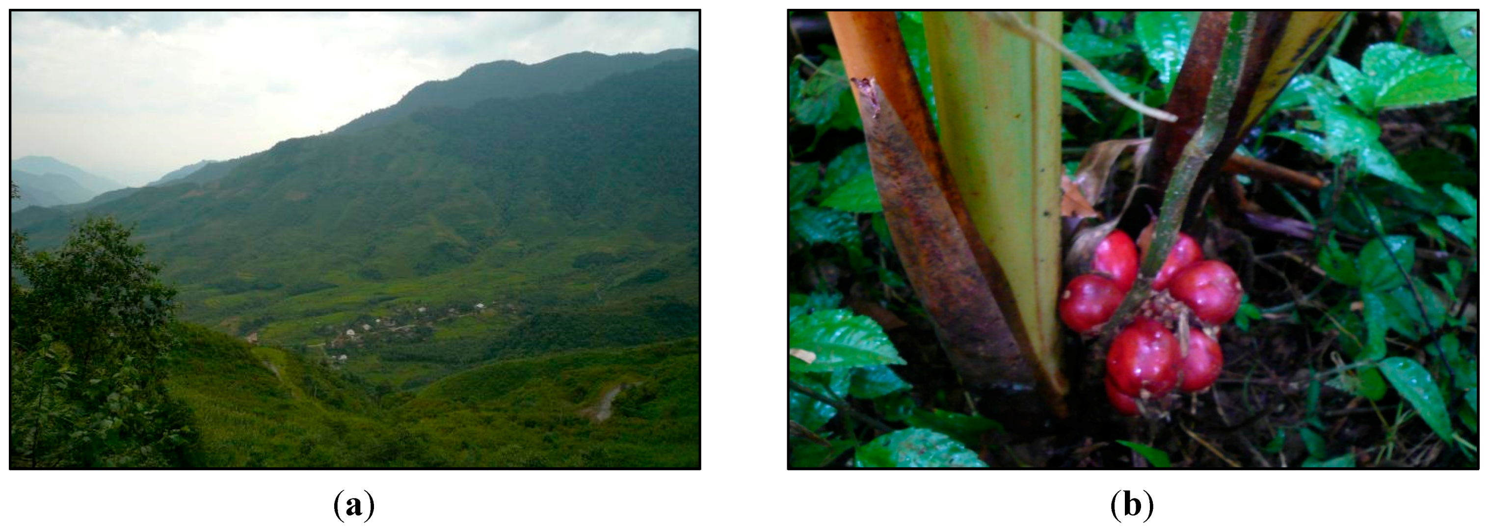 Land Free Full Text Nothing Is Like It Was Before The Dynamics Between Land Use And Land Cover And Livelihood Strategies In The Northern Vietnam Borderlands Html