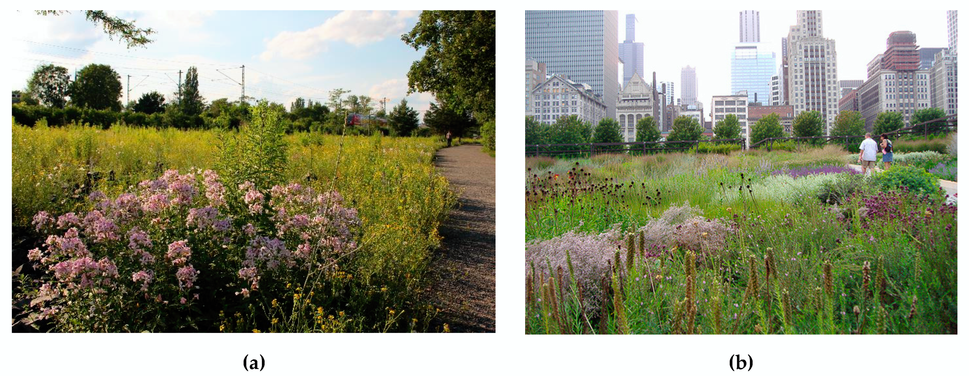 Land Free Full Text Lawns In Cities From A Globalised Urban