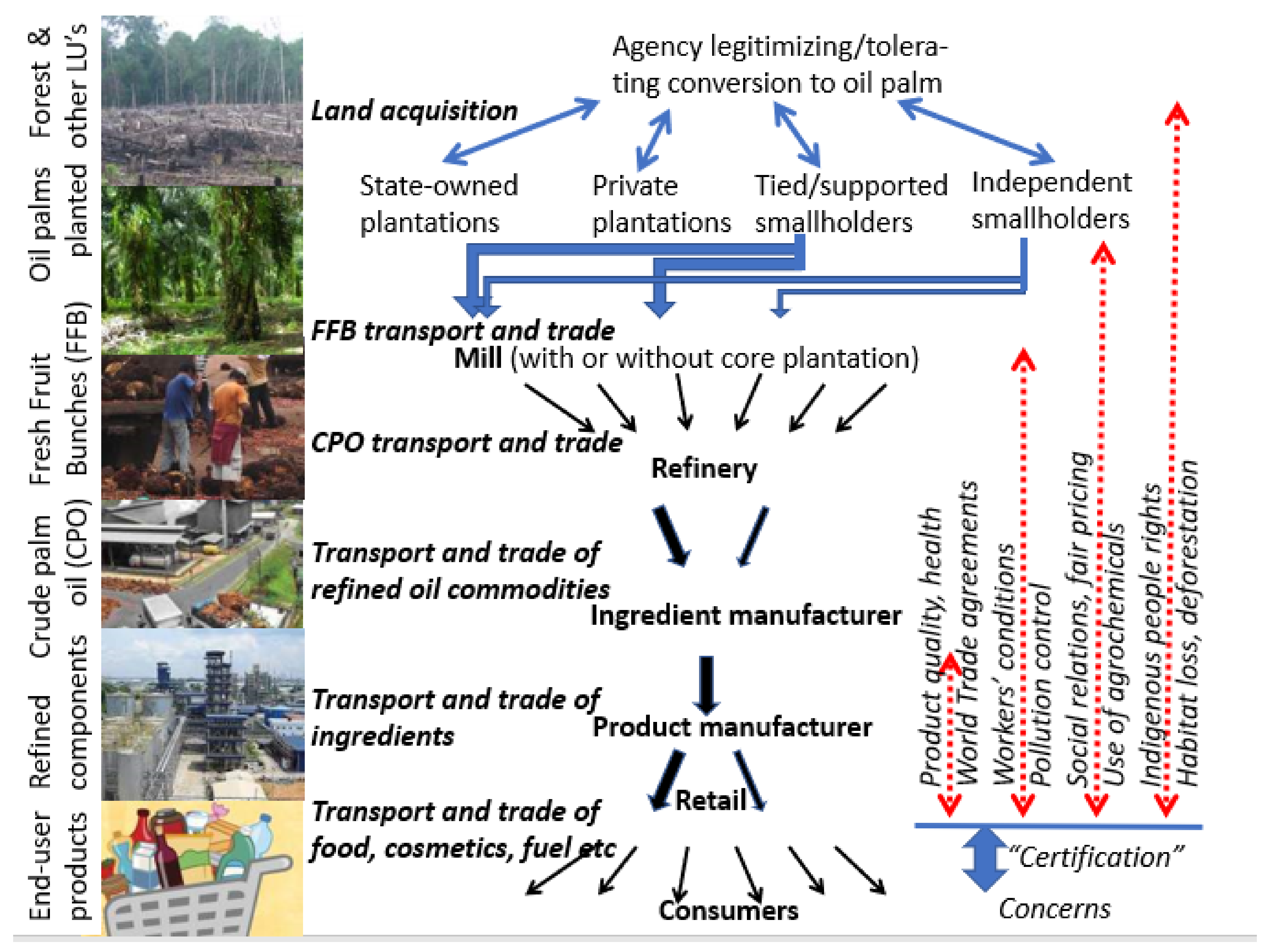 Palm oil production can grow without converting rainforests and