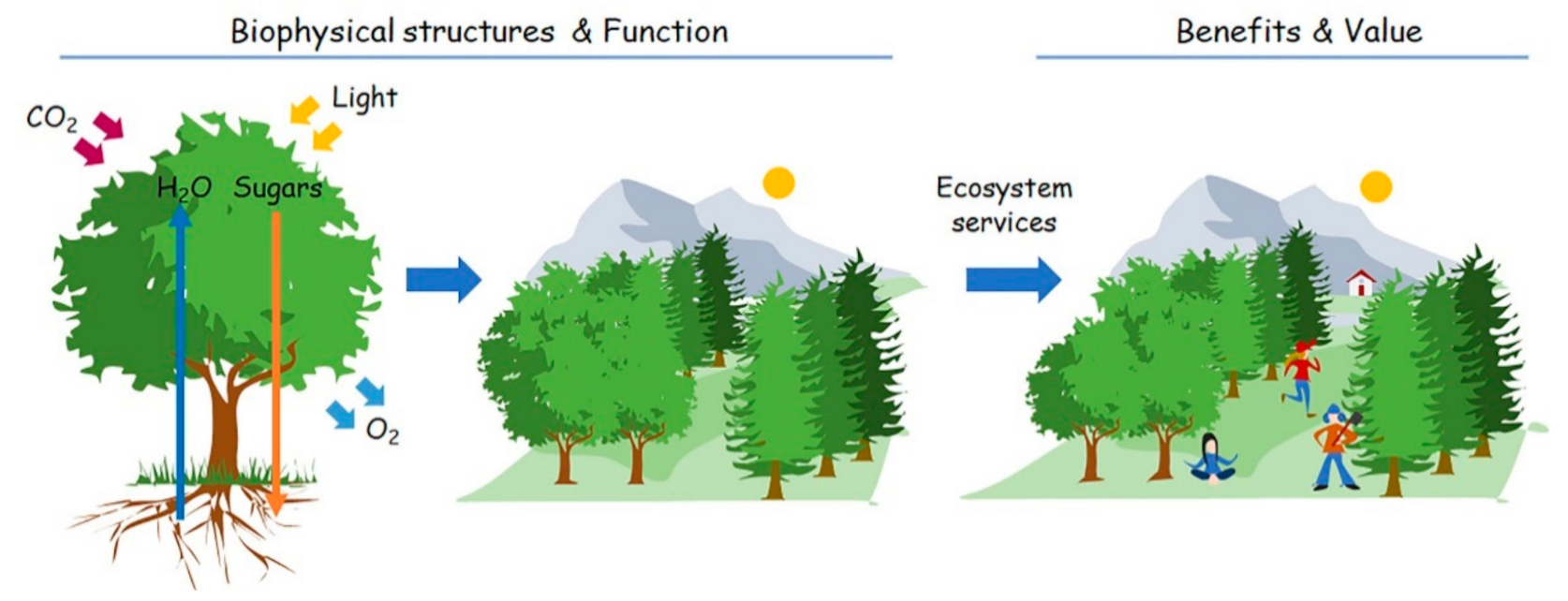 III. Designing and Maintaining Urban Green Spaces for Conservation