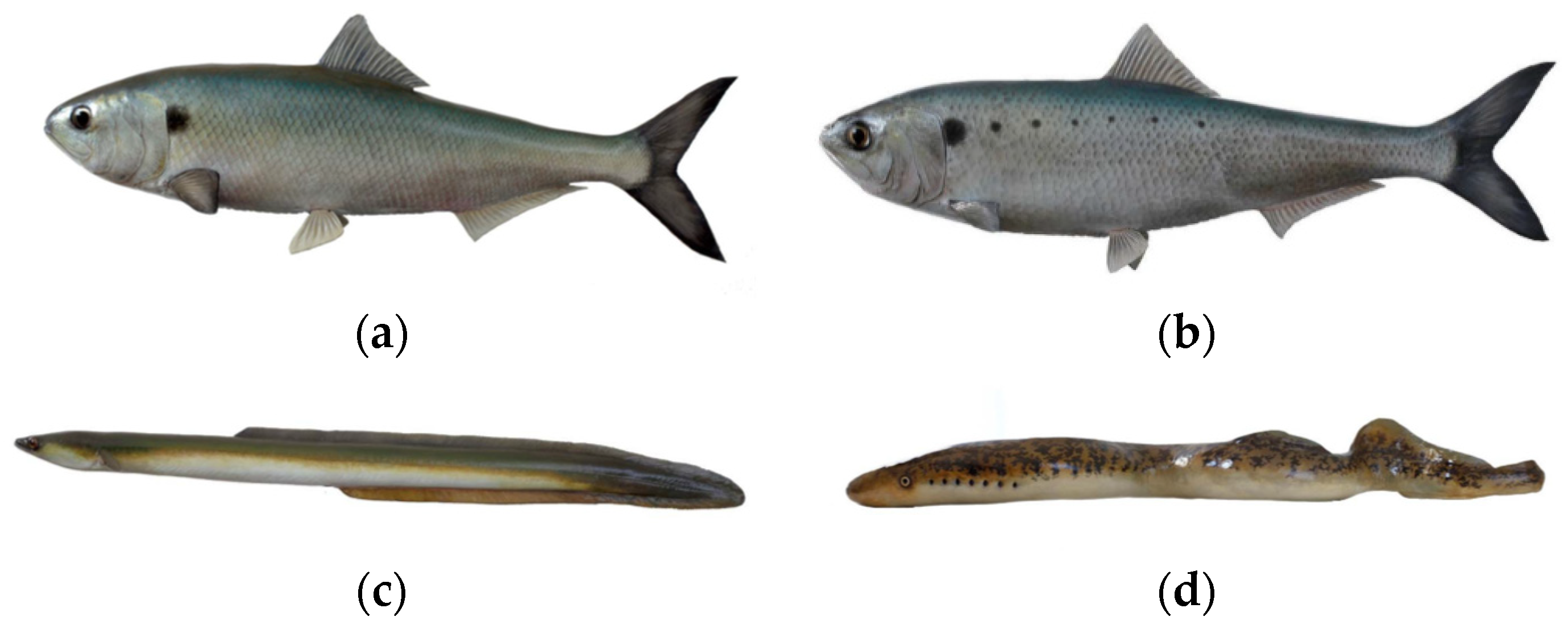 Land 10 00114 g004 Land 10 00114 g004