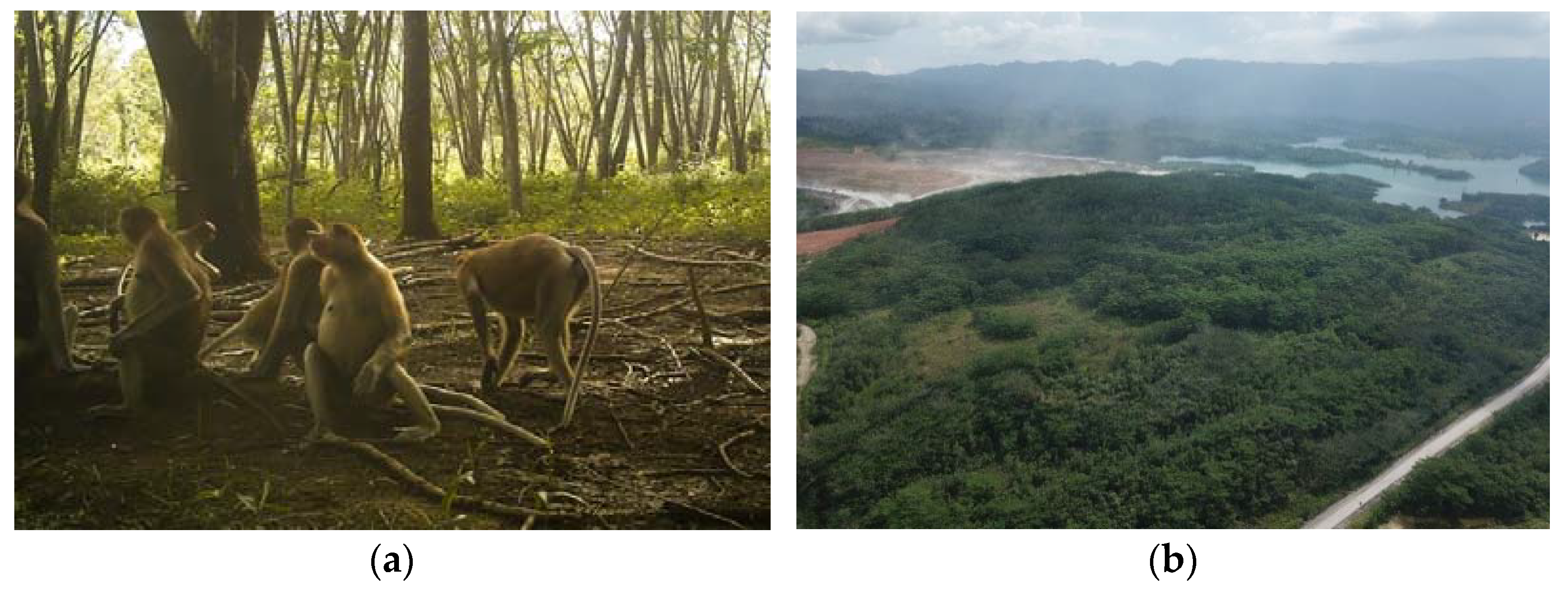 Land Free Full Text Managing And Reforesting Degraded Post Mining Landscape In Indonesia A Review Html