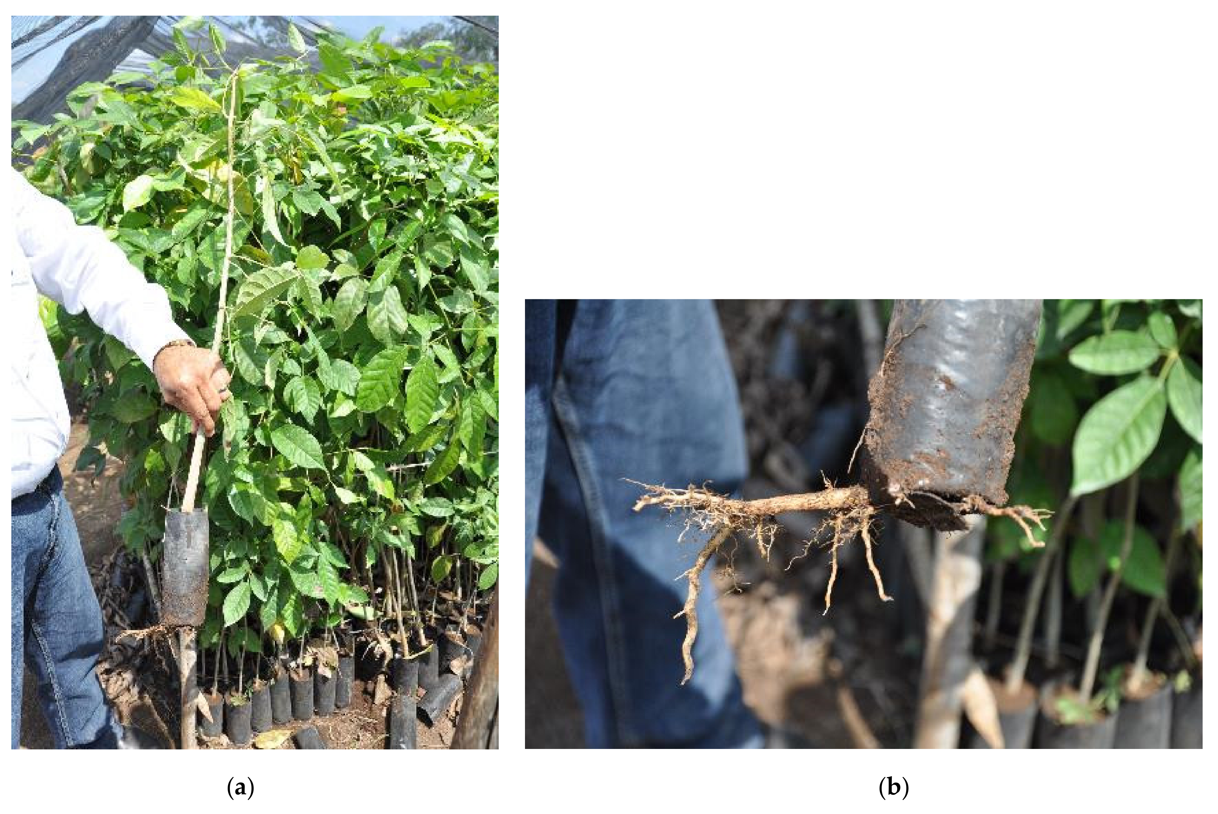 Land 10 00826 g002 Land 10 00826 g002