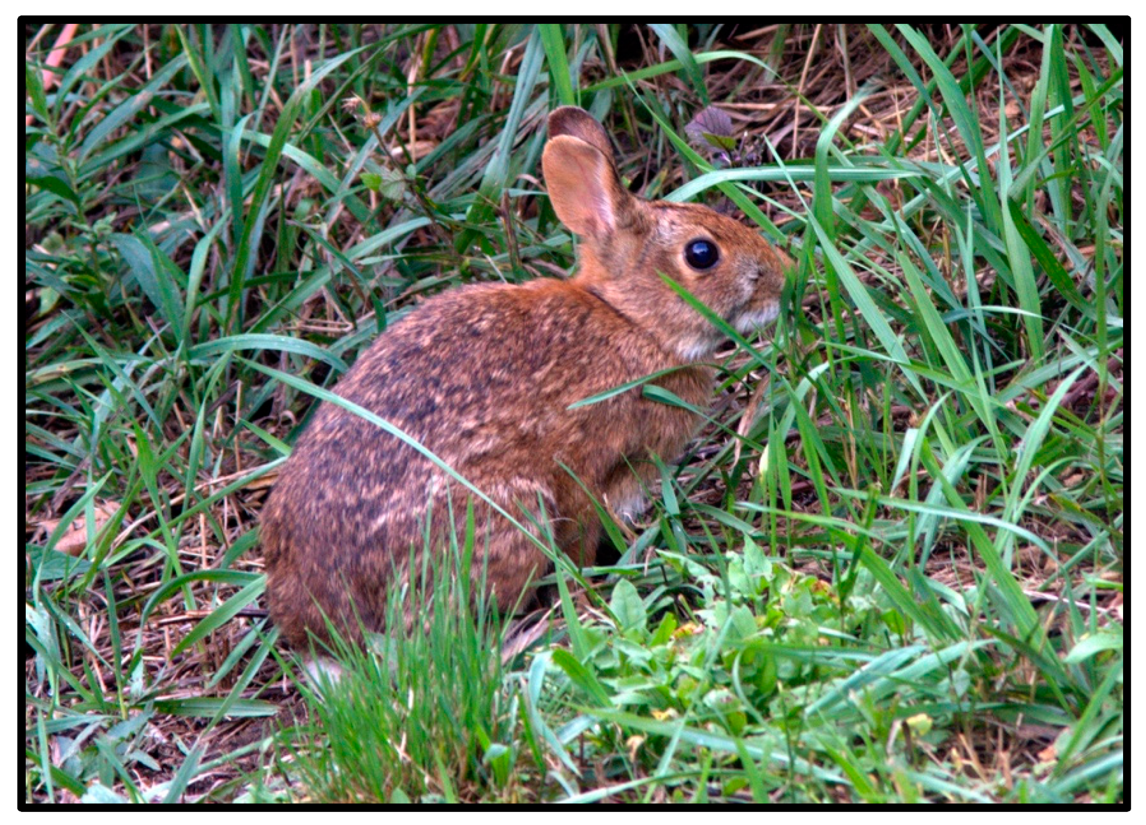 Addressing the Early-Successional Habitat Needs of At-Risk Species 